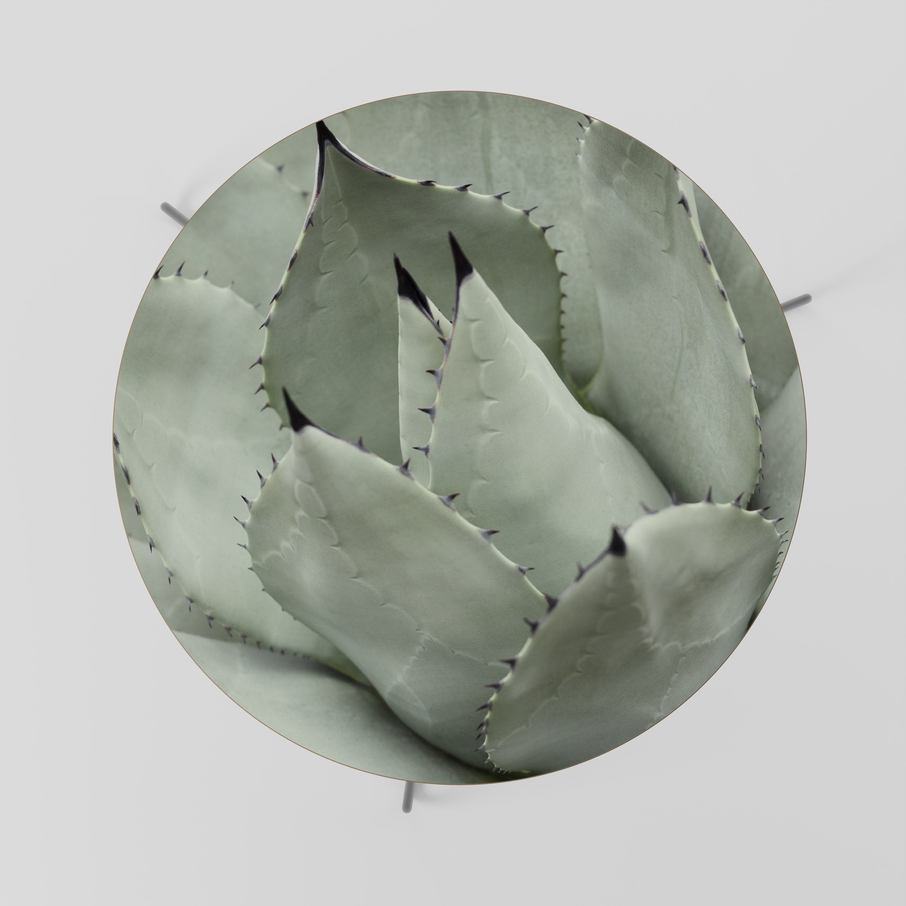 MYSTICAL SUCCULENT DREAM Stolik kawowy duży