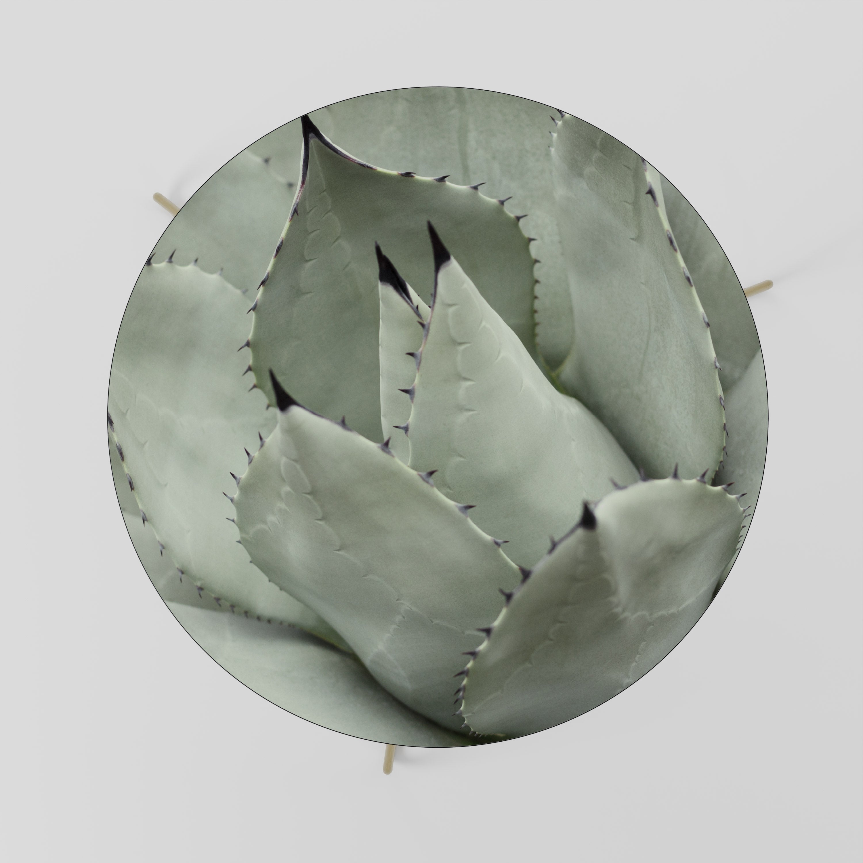MYSTICAL SUCCULENT DREAM Stolik kawowy duży