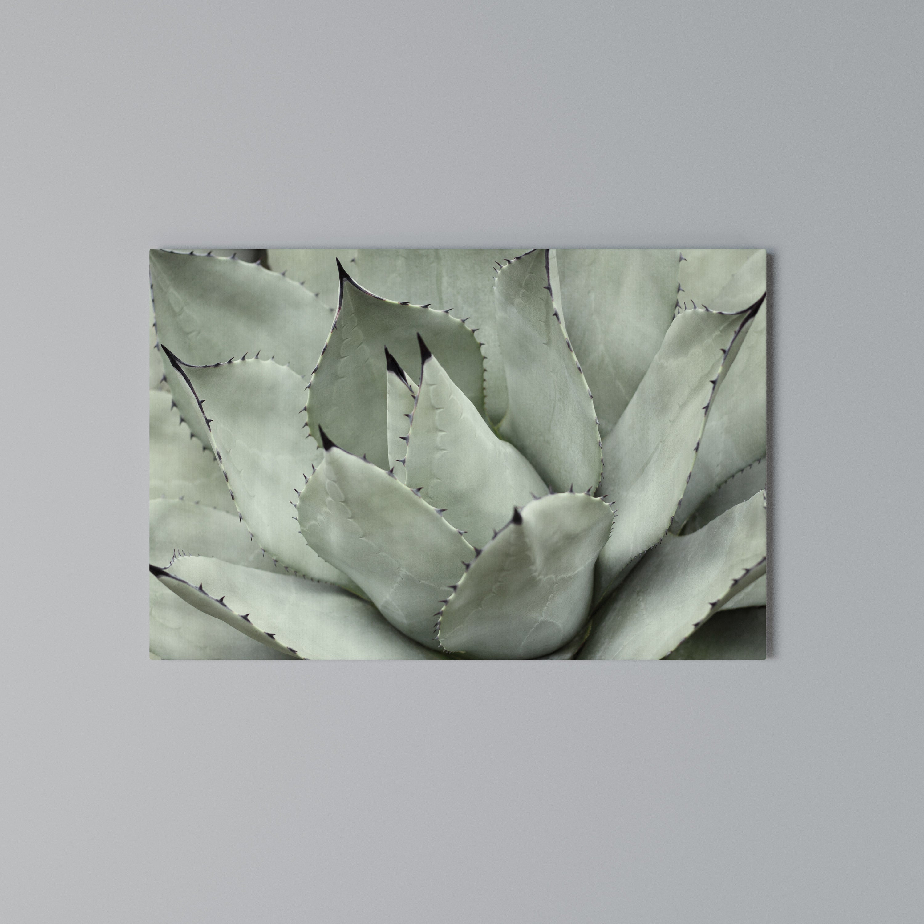 MYSTICAL SUCCULENT DREAM Poziomy obraz na płótnie