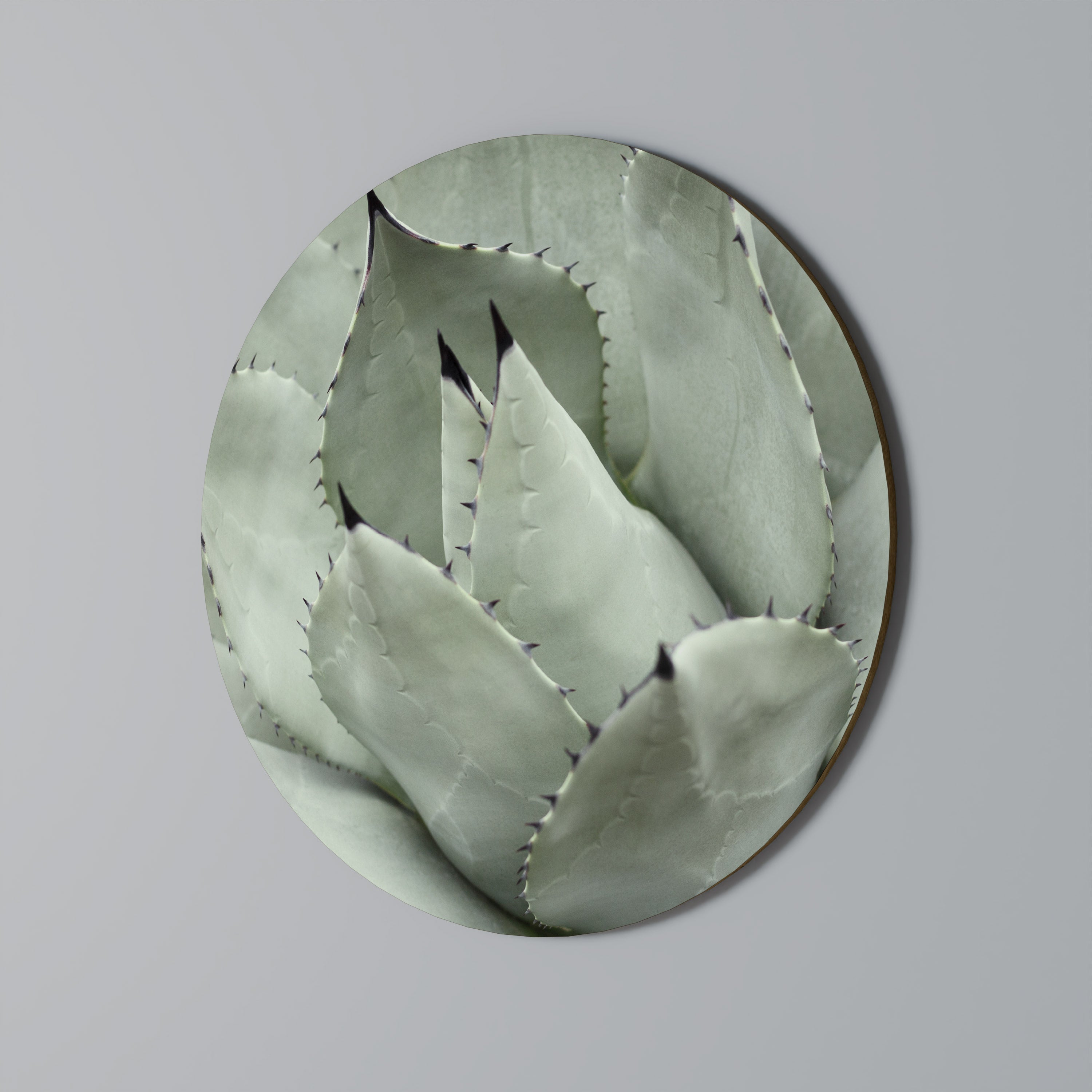MYSTICAL SUCCULENT DREAM Obraz okrągły
