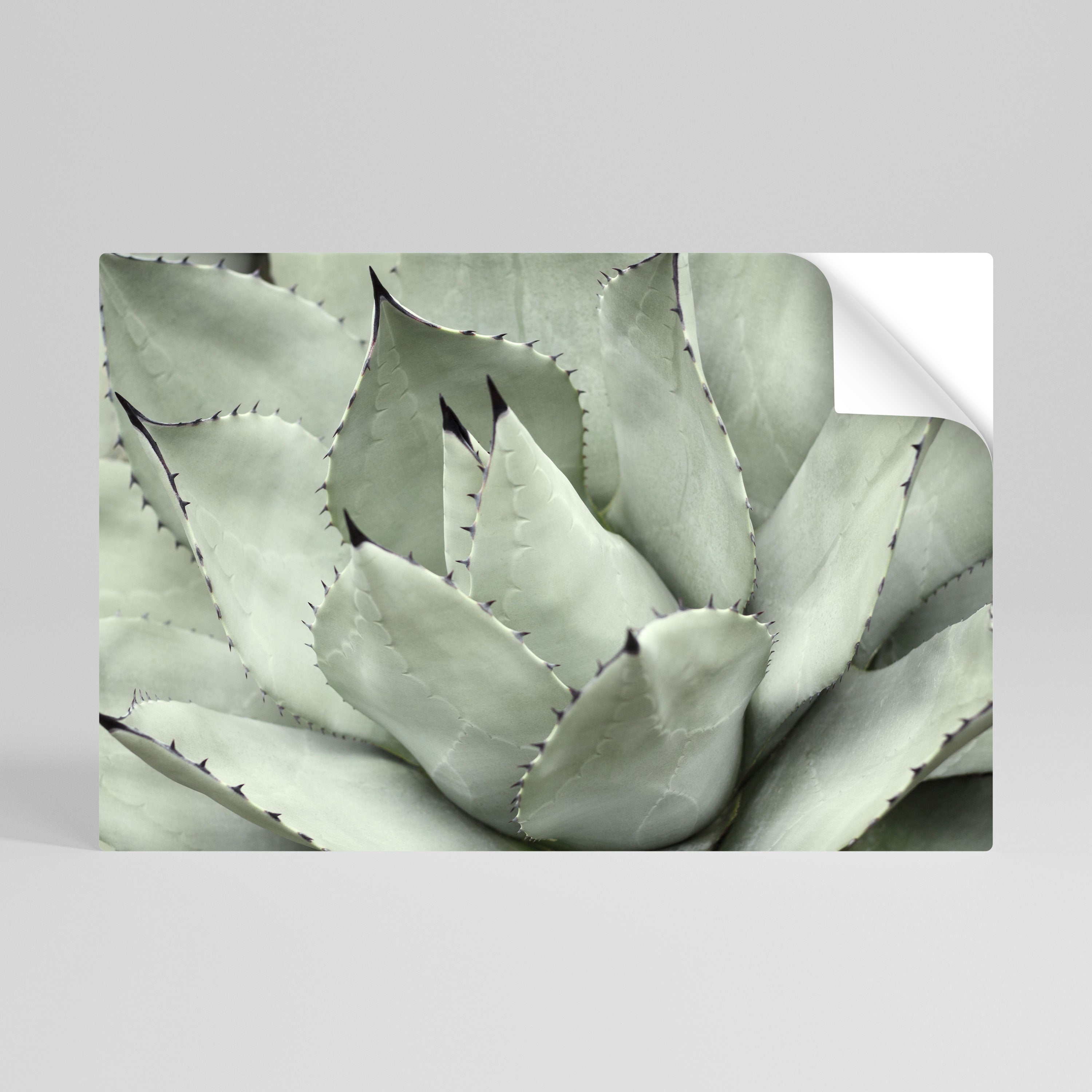 MYSTICAL SUCCULENT DREAM Naklejka/Plakat poziomy