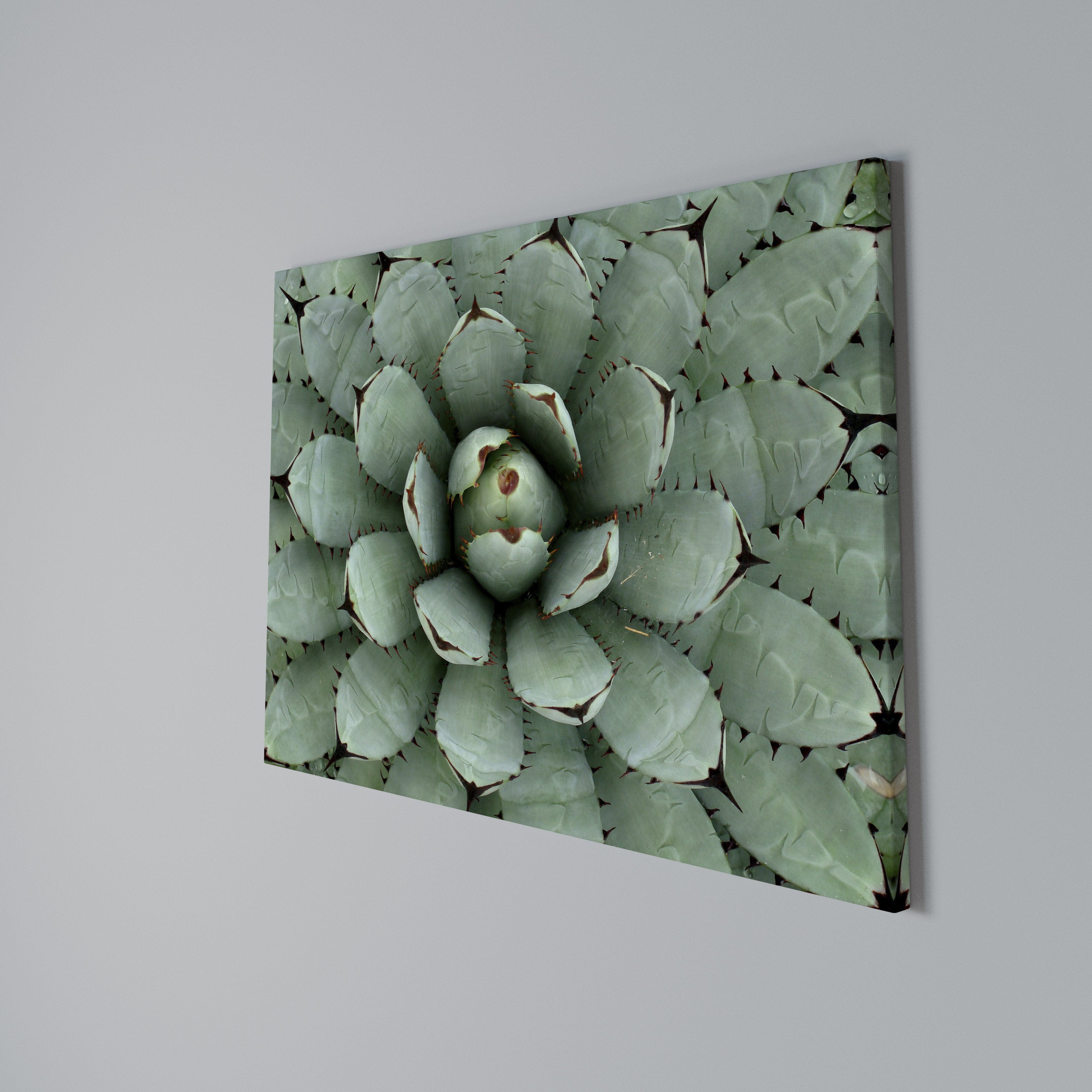 SUCCULENT SYMMETRY Poziomy obraz na płótnie