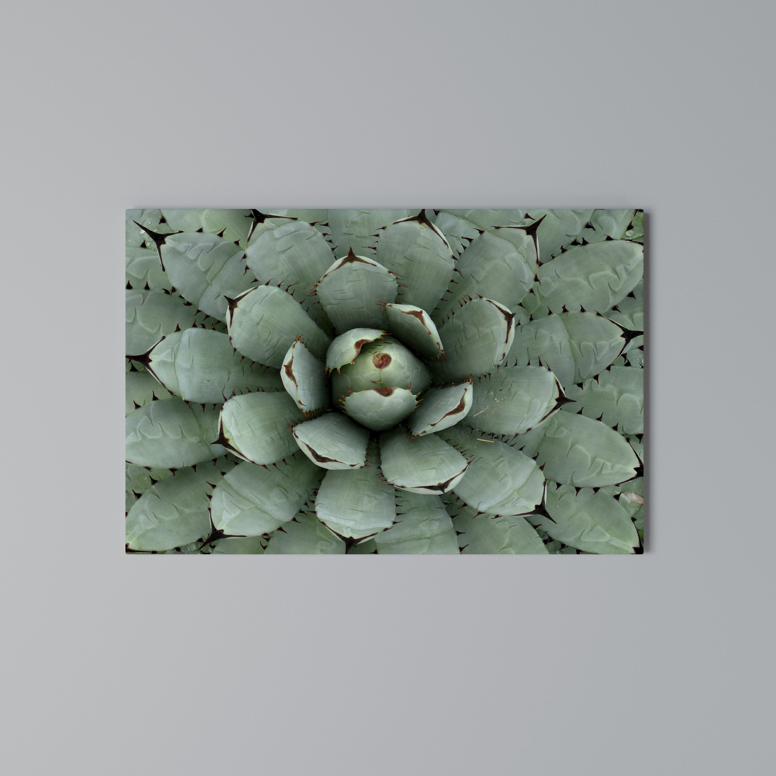 SUCCULENT SYMMETRY Poziomy obraz na płótnie