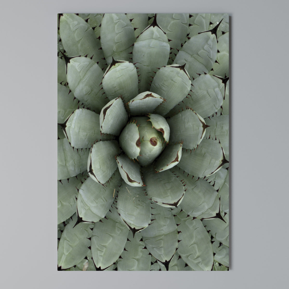 SUCCULENT SYMMETRY Pionowy obraz na płótnie