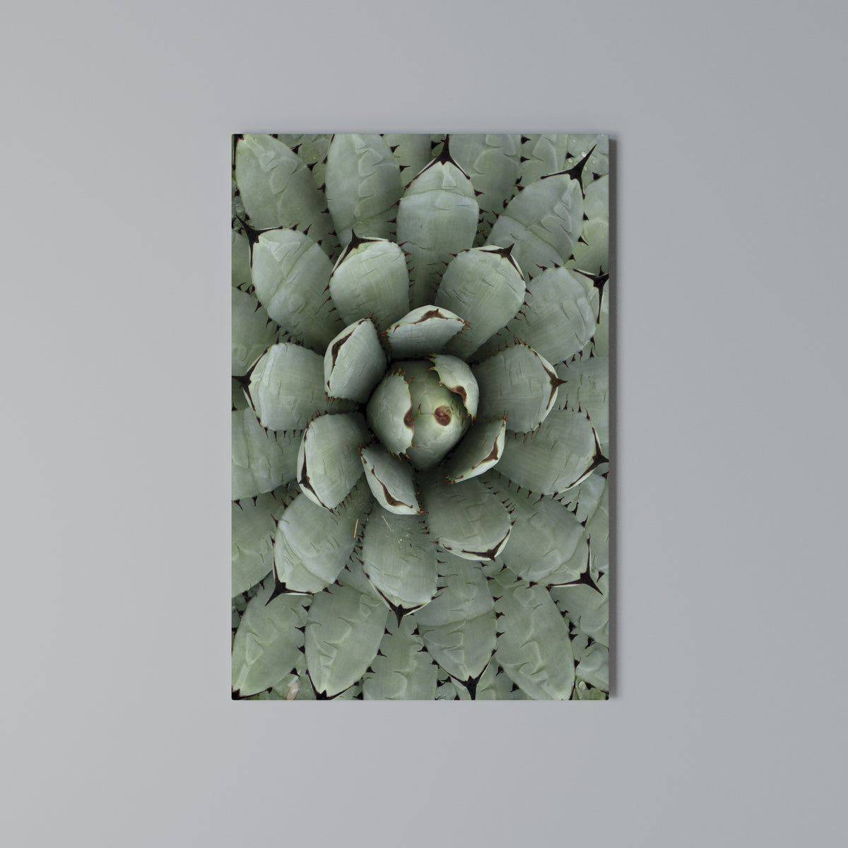 SUCCULENT SYMMETRY Pionowy obraz na płótnie