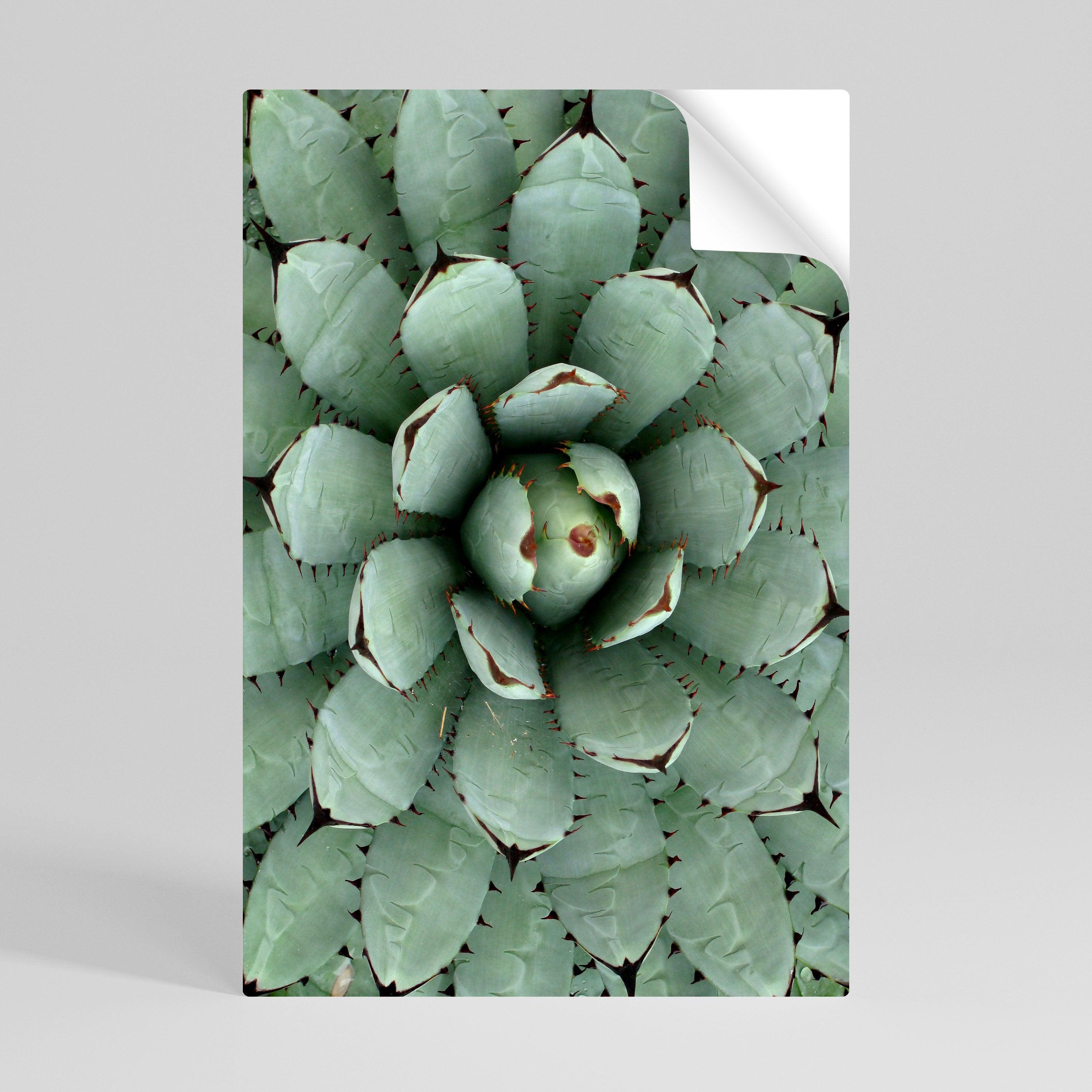 SUCCULENT SYMMETRY Naklejka/Plakat pionowy