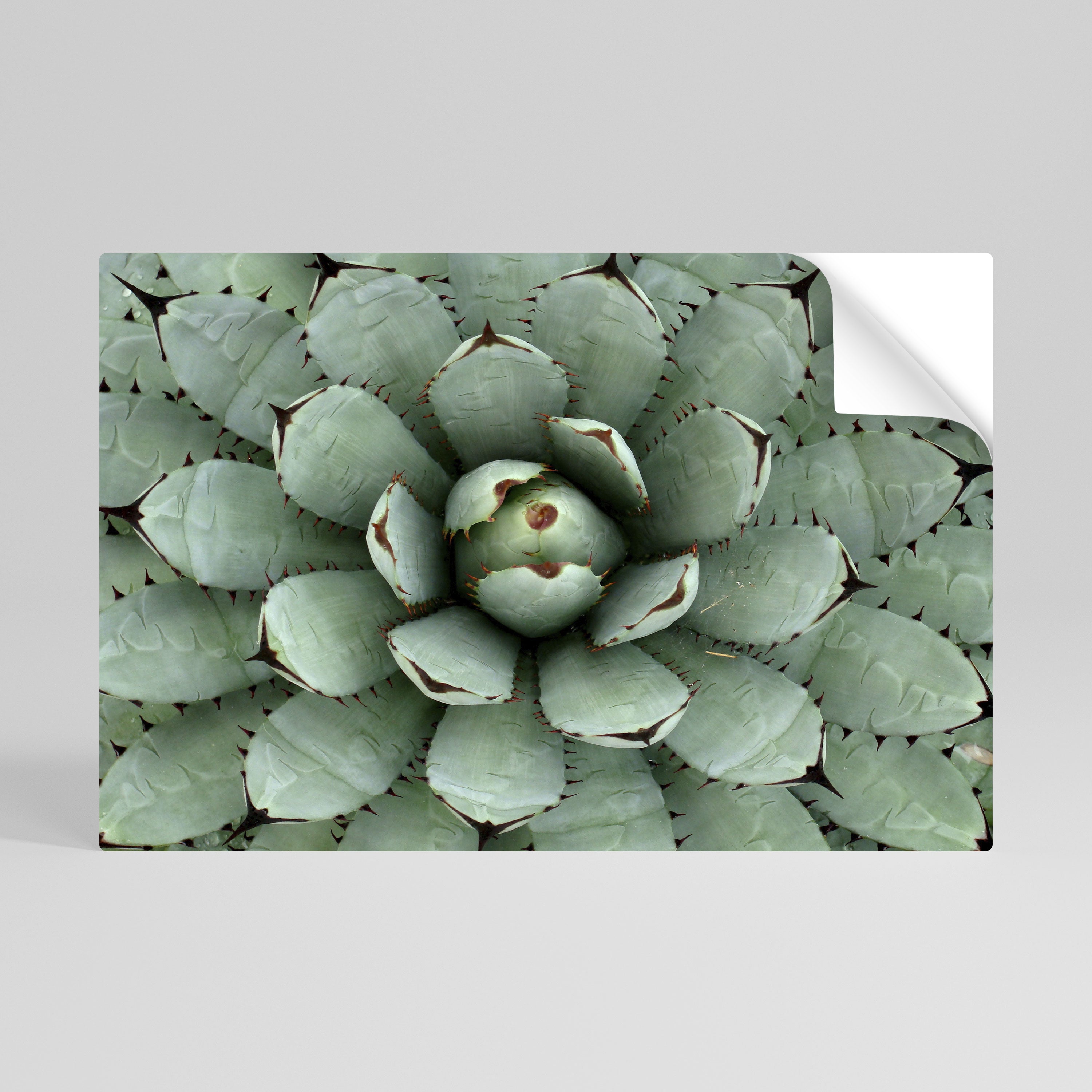 SUCCULENT SYMMETRY Naklejka/Plakat poziomy