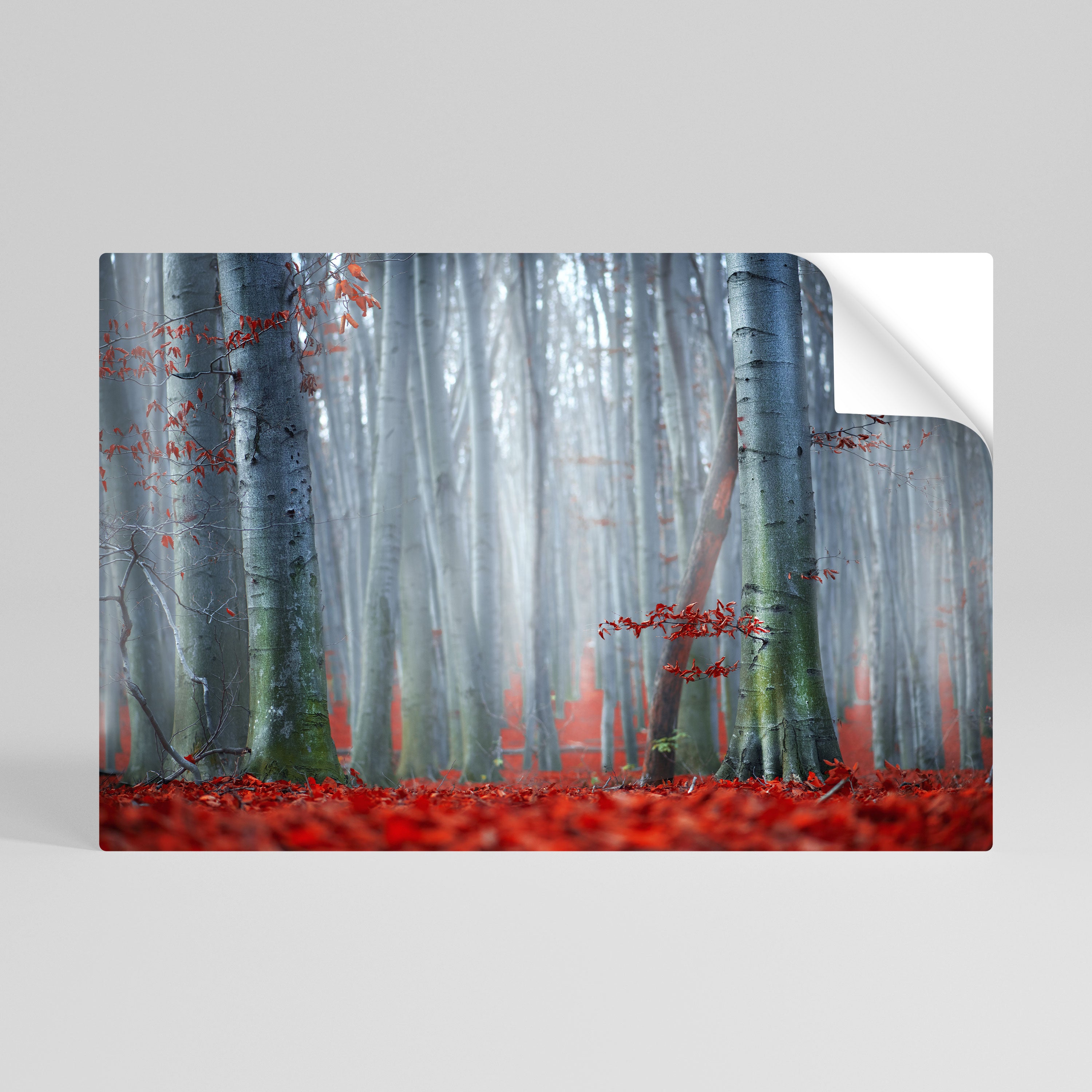 TRANQUIL RED ELEGANCE Naklejka/Plakat poziomy