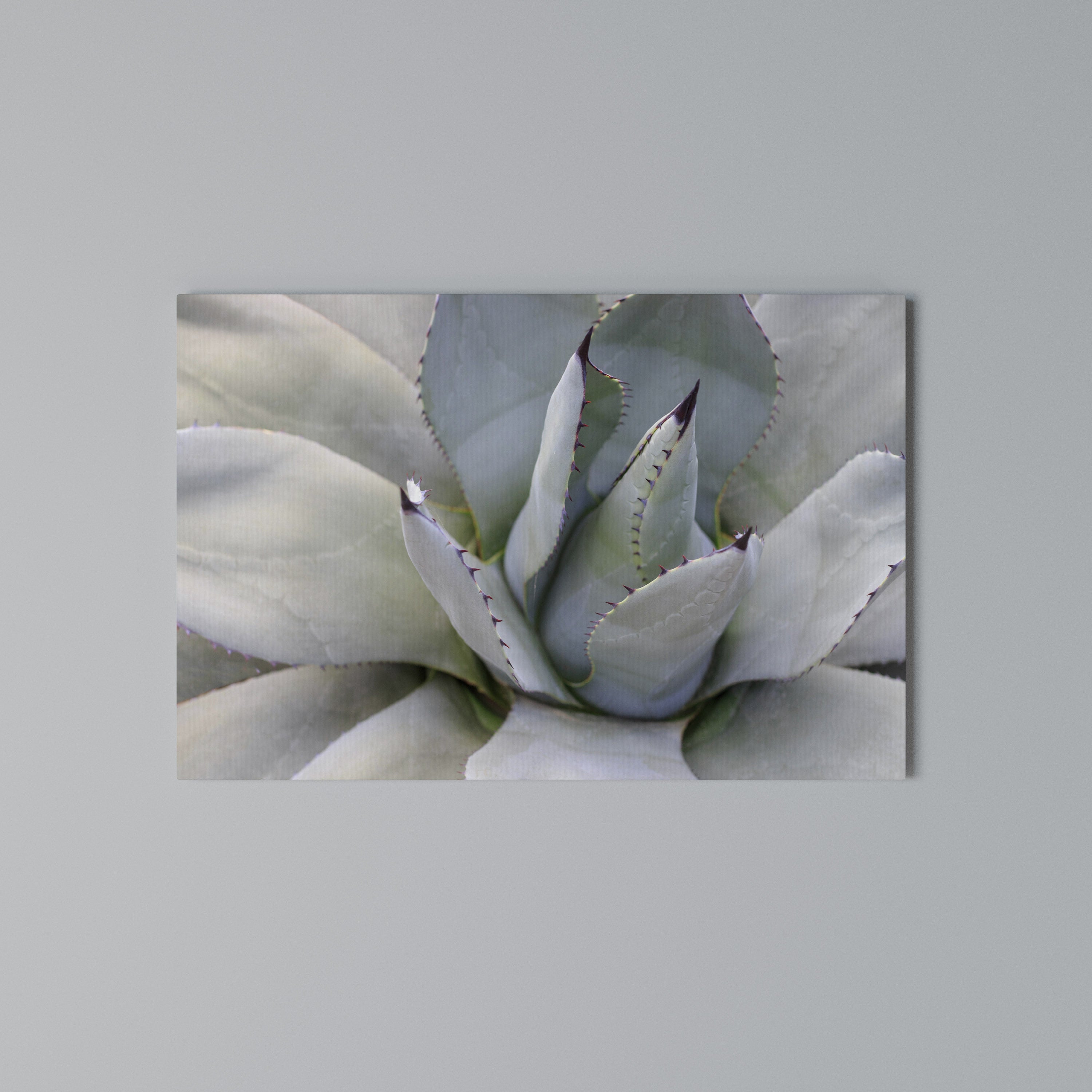AGAVE ELEGANCE Poziomy obraz na płótnie