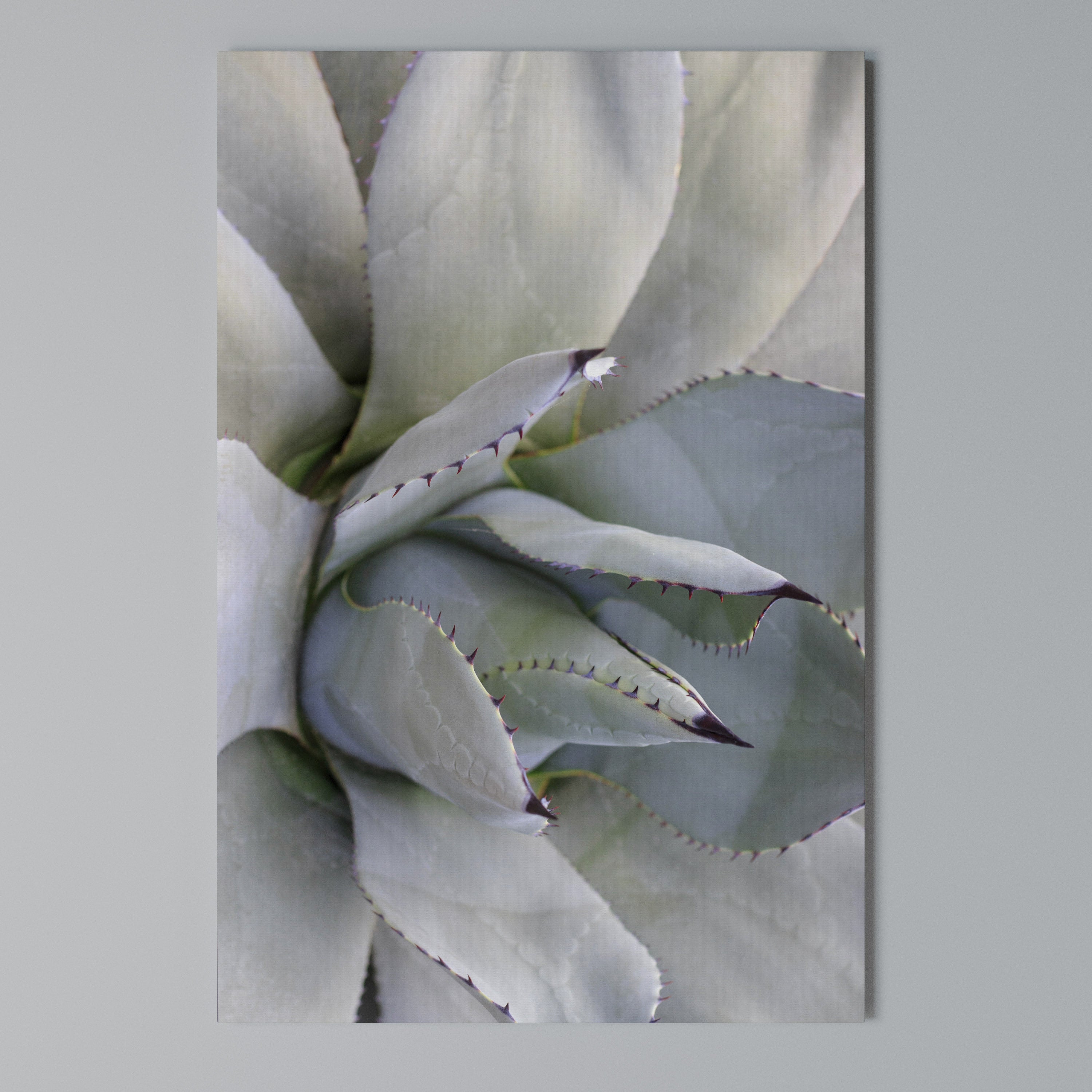 AGAVE ELEGANCE Pionowy obraz na płótnie