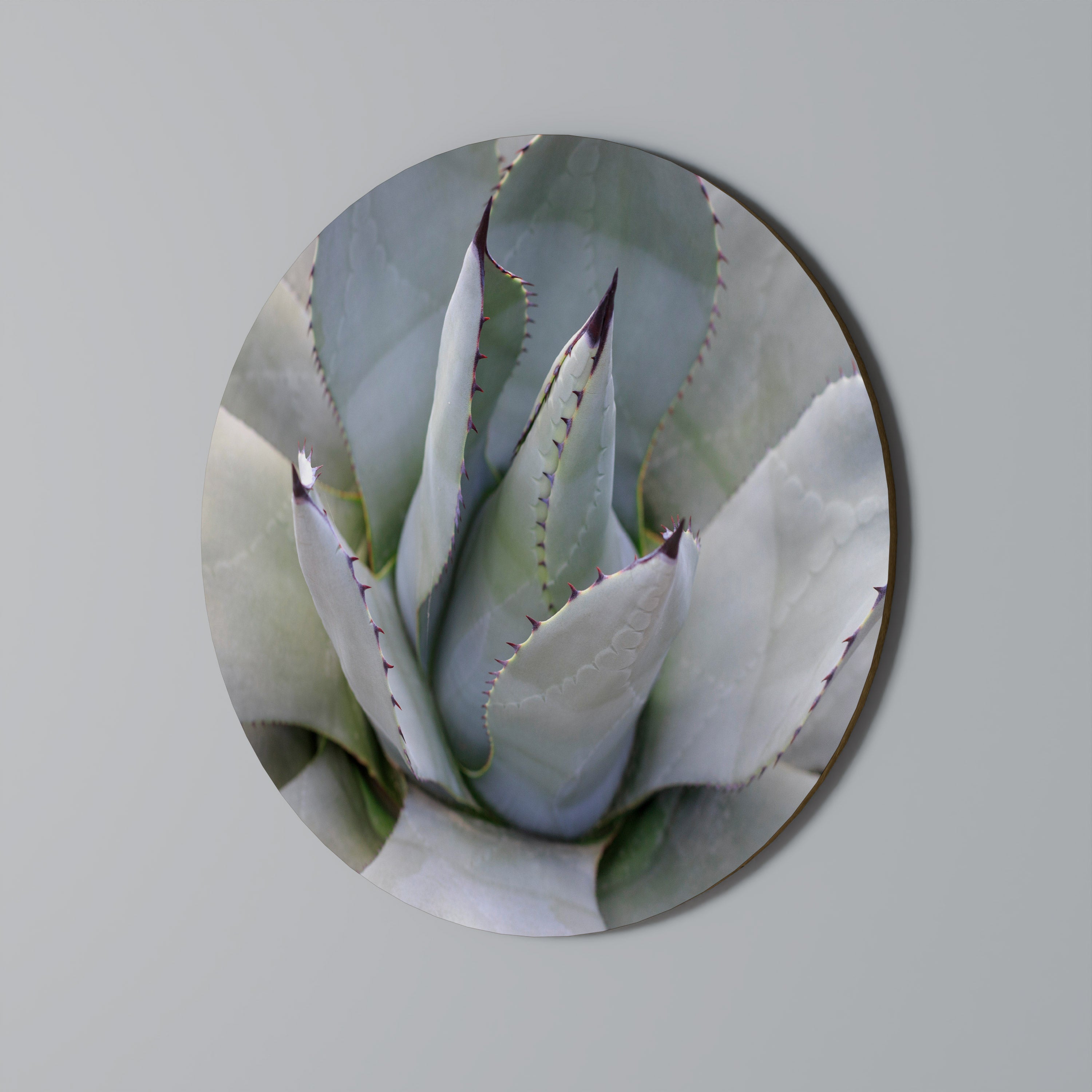 AGAVE ELEGANCE Obraz okrągły
