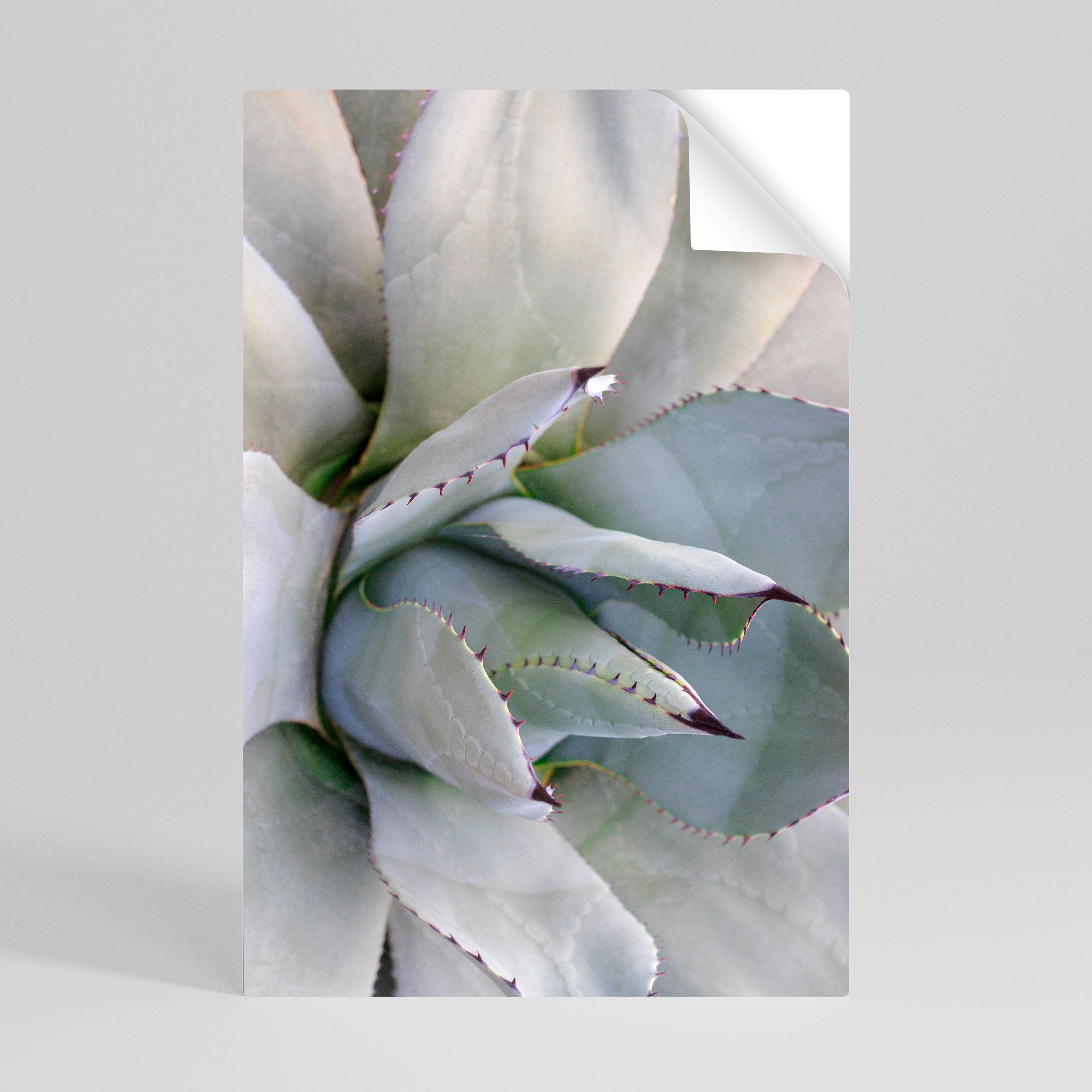 AGAVE ELEGANCE Naklejka/Plakat pionowy