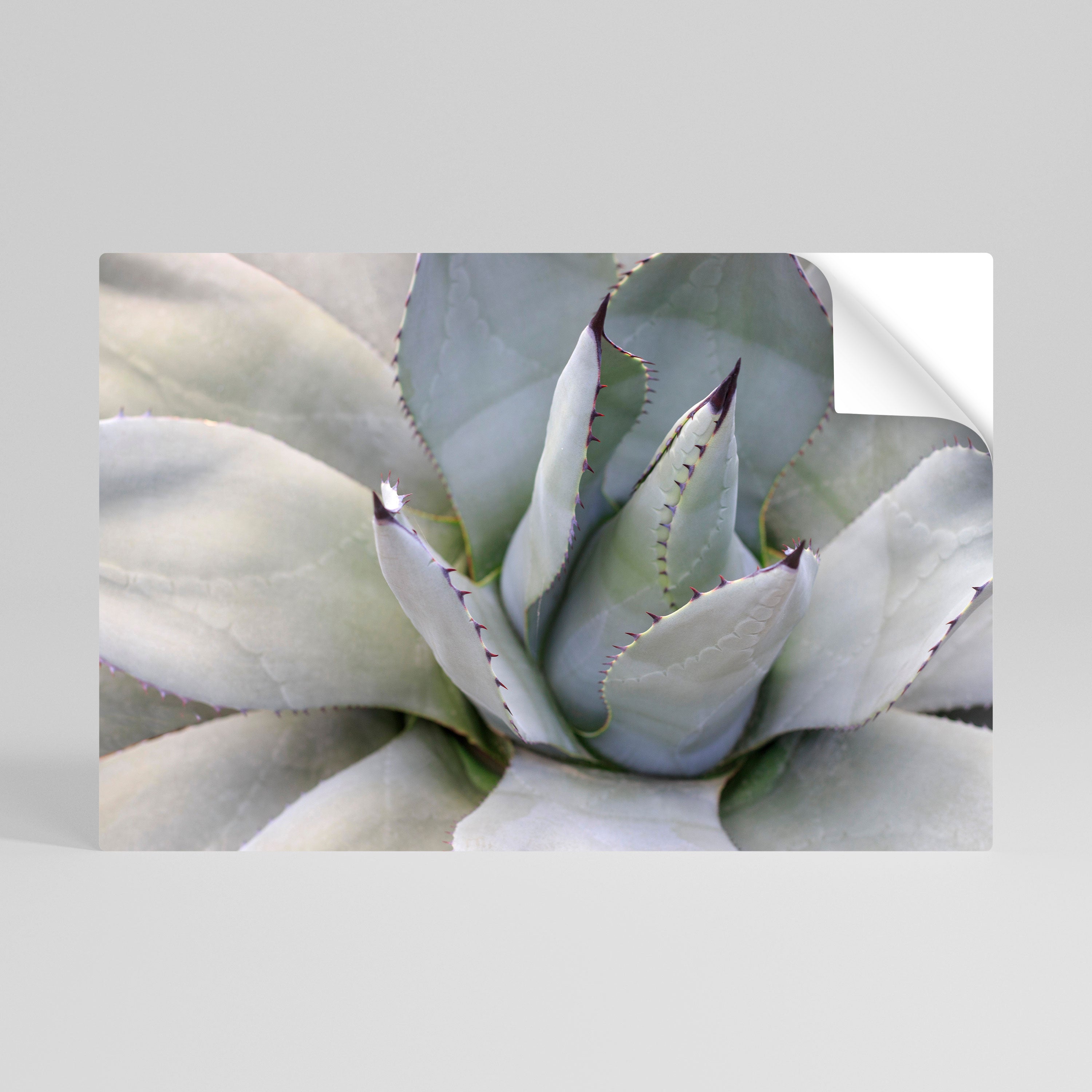 AGAVE ELEGANCE Naklejka/Plakat poziomy