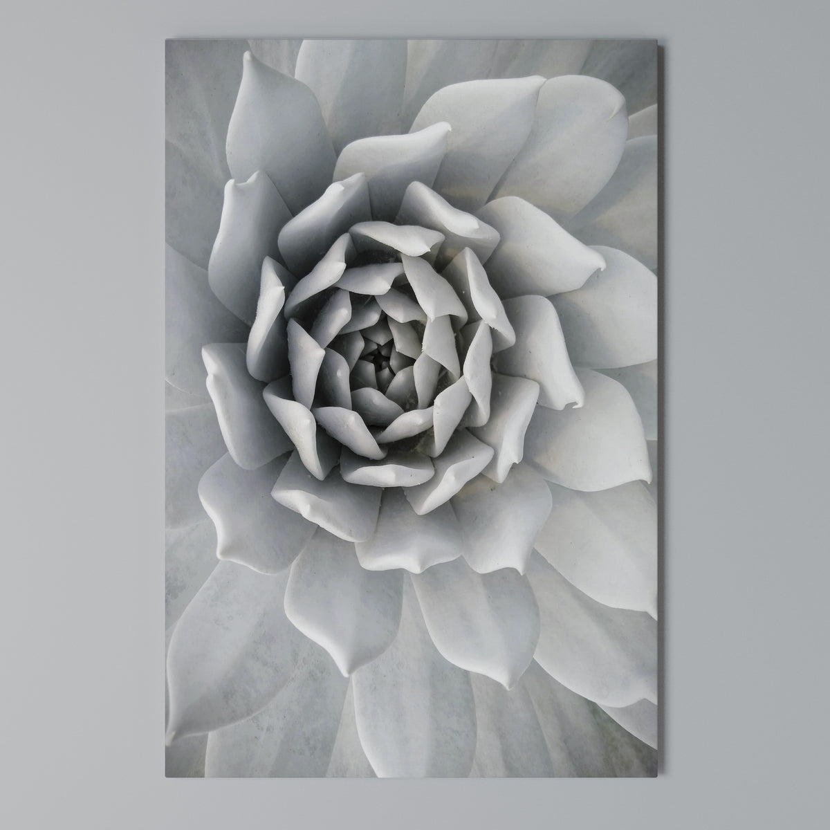 ELEGANT PETAL SWIRL Pionowy obraz na płótnie