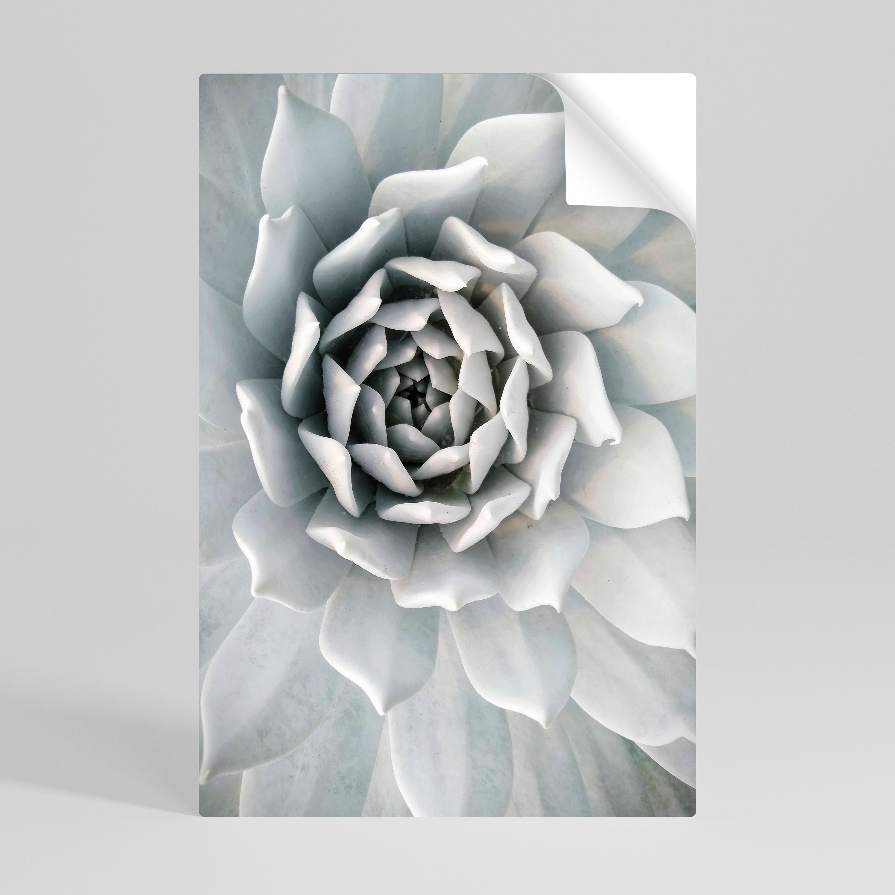 ELEGANT PETAL SWIRL Naklejka/Plakat pionowy