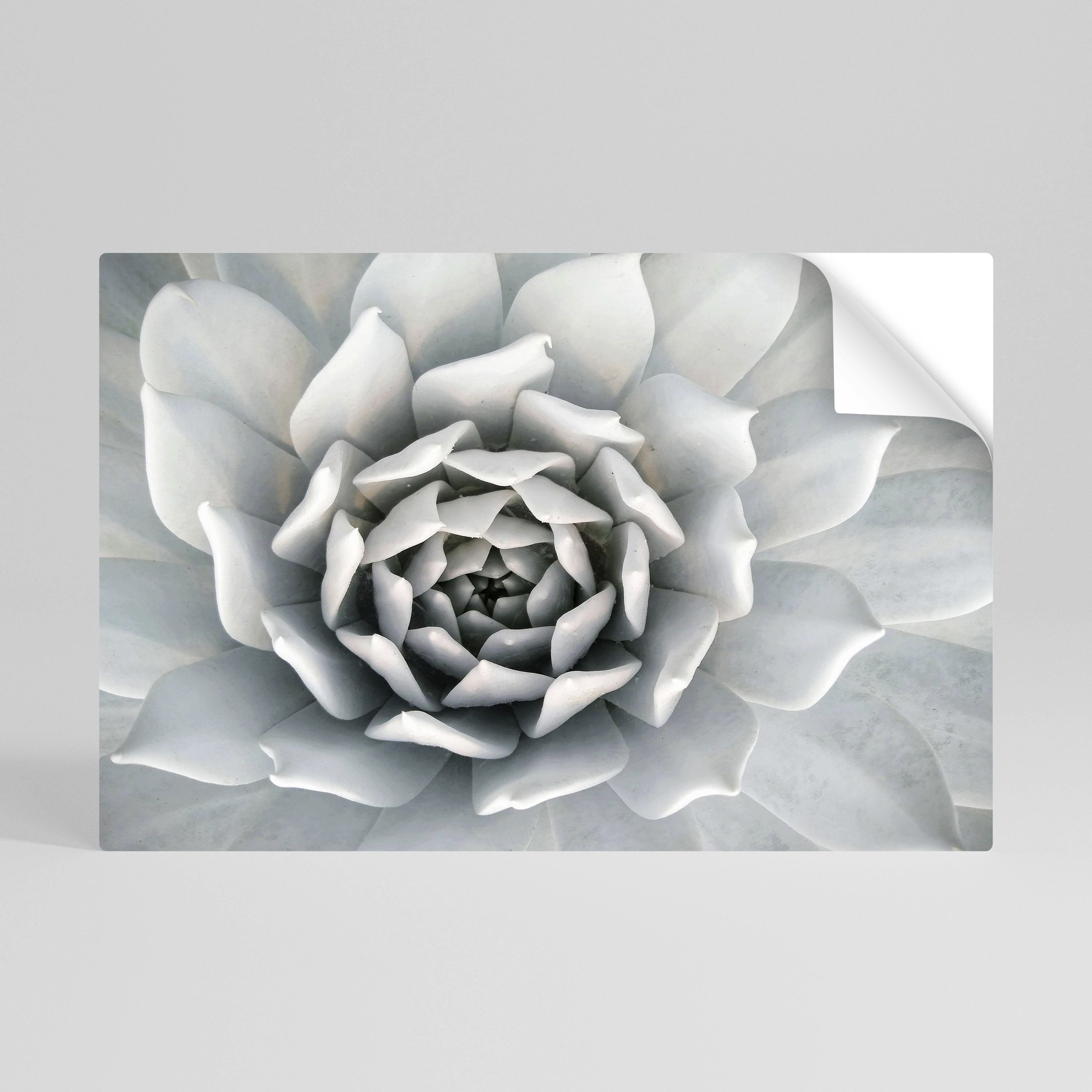 ELEGANT PETAL SWIRL Naklejka/Plakat poziomy