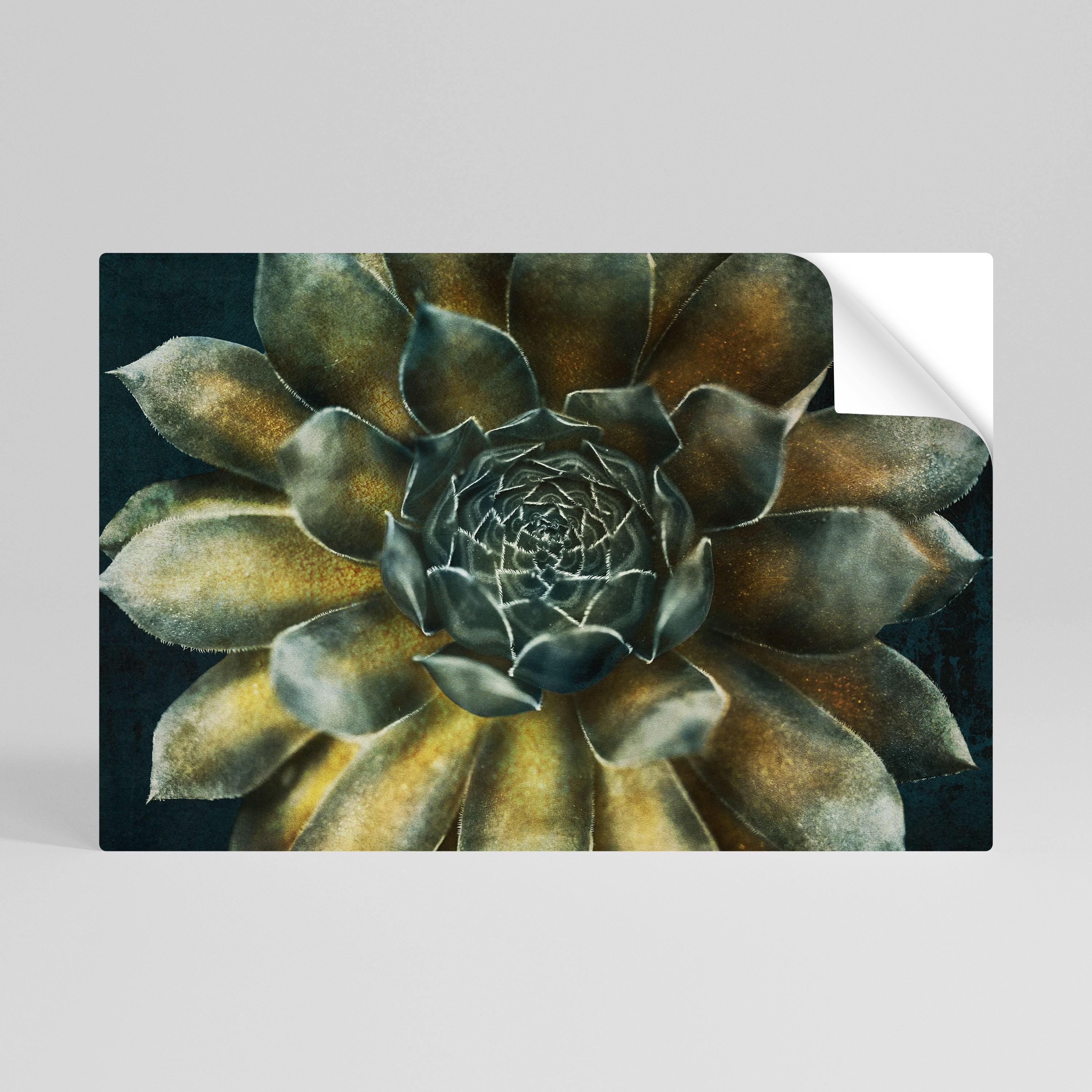MYSTICAL SUCCULENT WHIRL Naklejka/Plakat poziomy