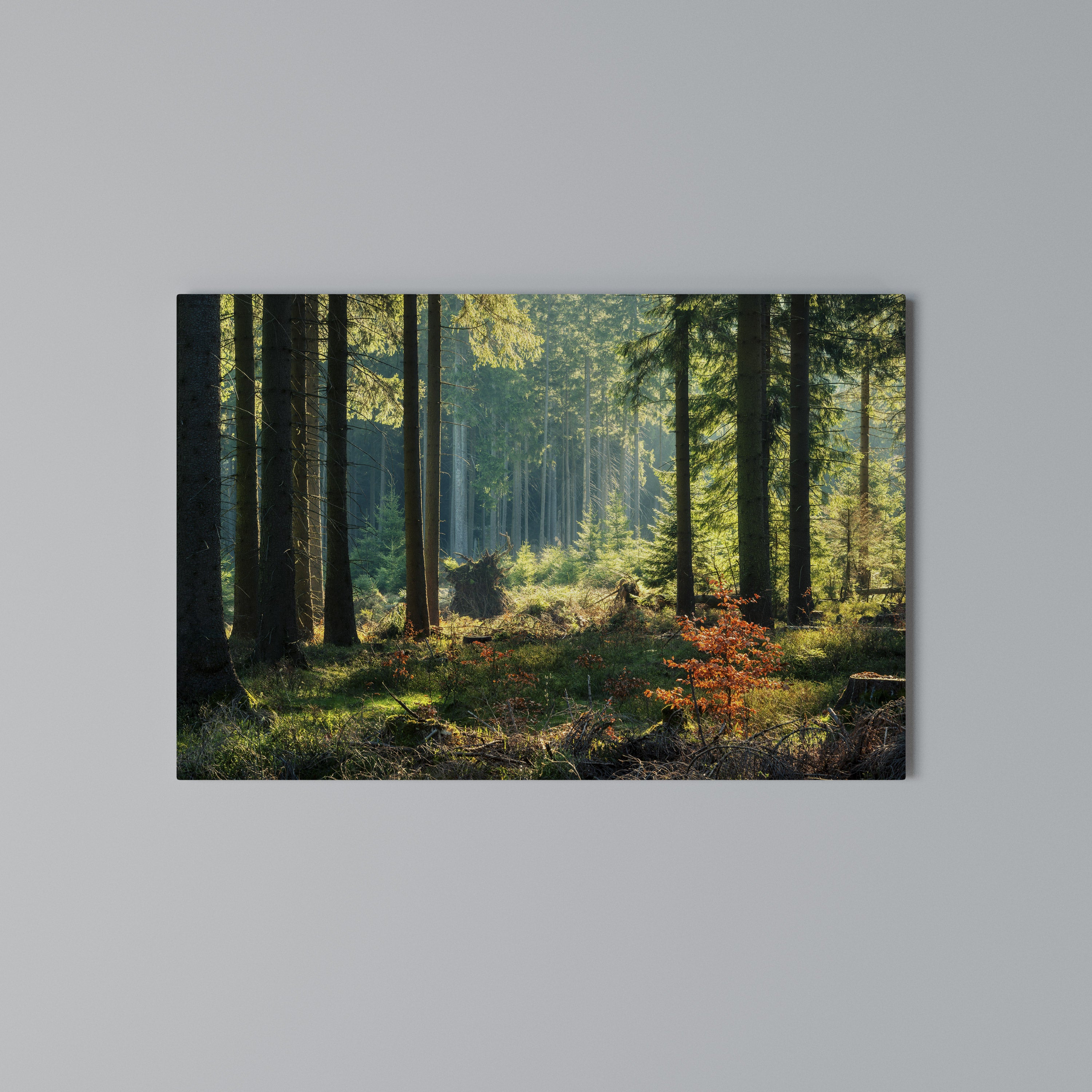 SUNLIT FOREST SERENADE Poziomy obraz na płótnie