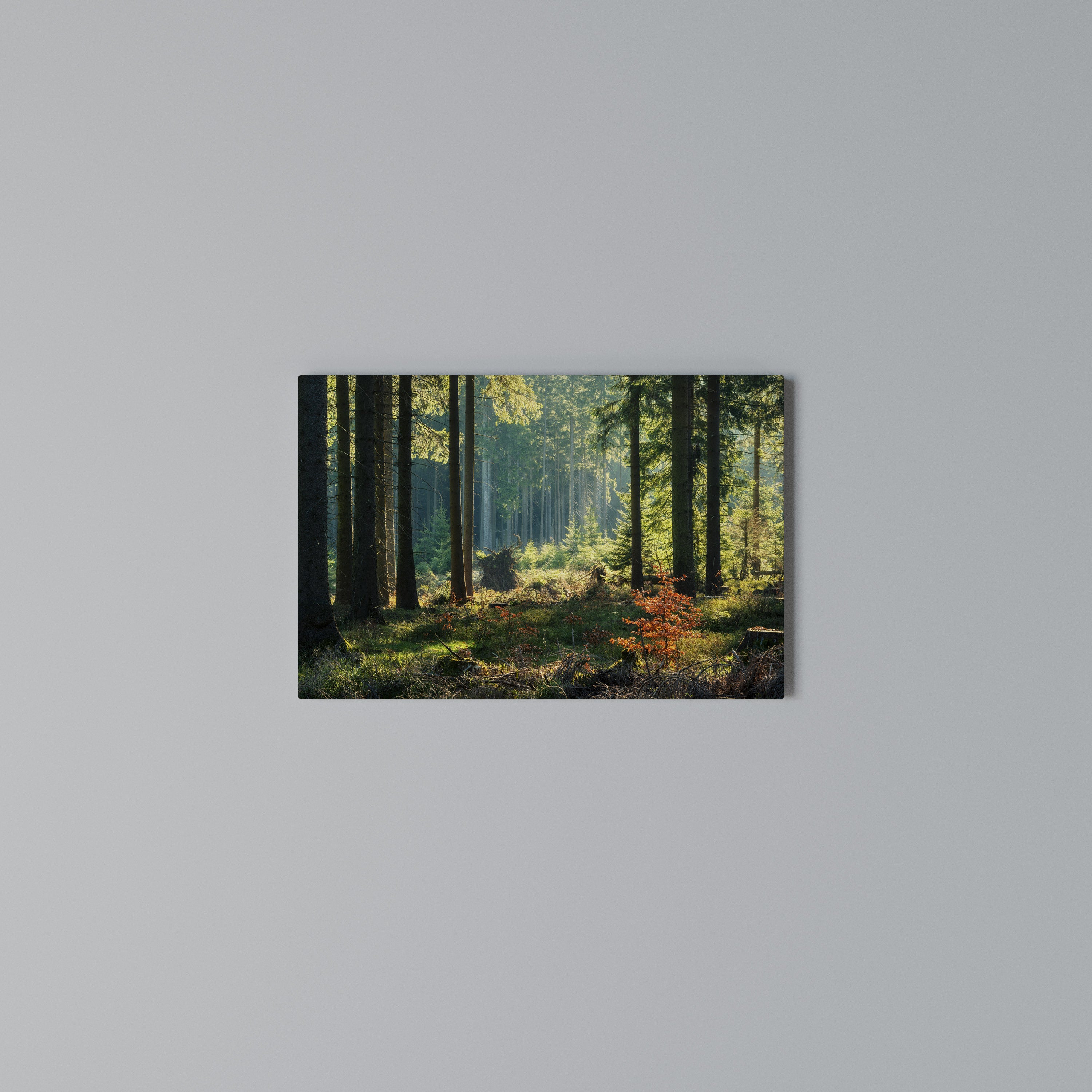 SUNLIT FOREST SERENADE Poziomy obraz na płótnie