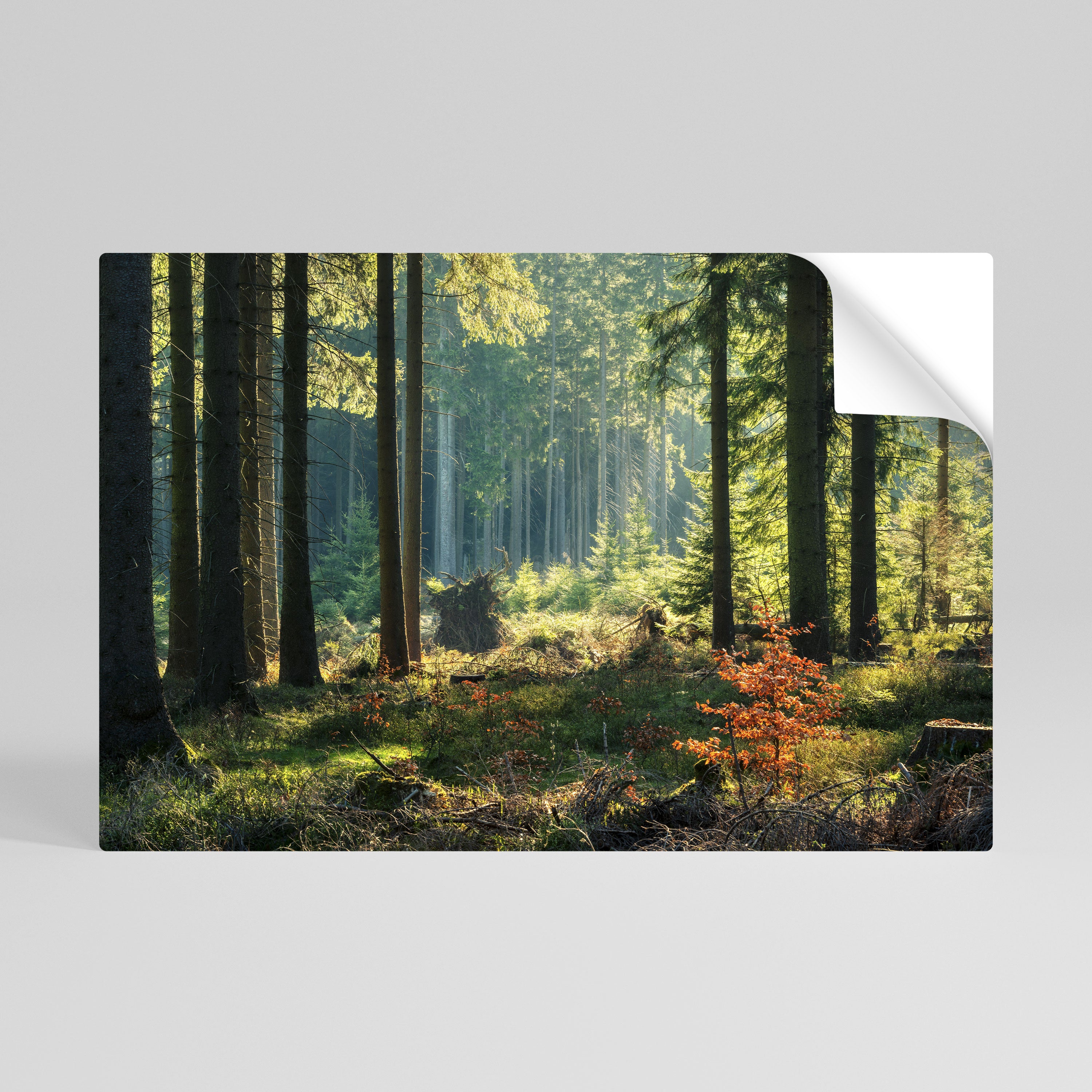 SUNLIT FOREST SERENADE Naklejka/Plakat poziomy