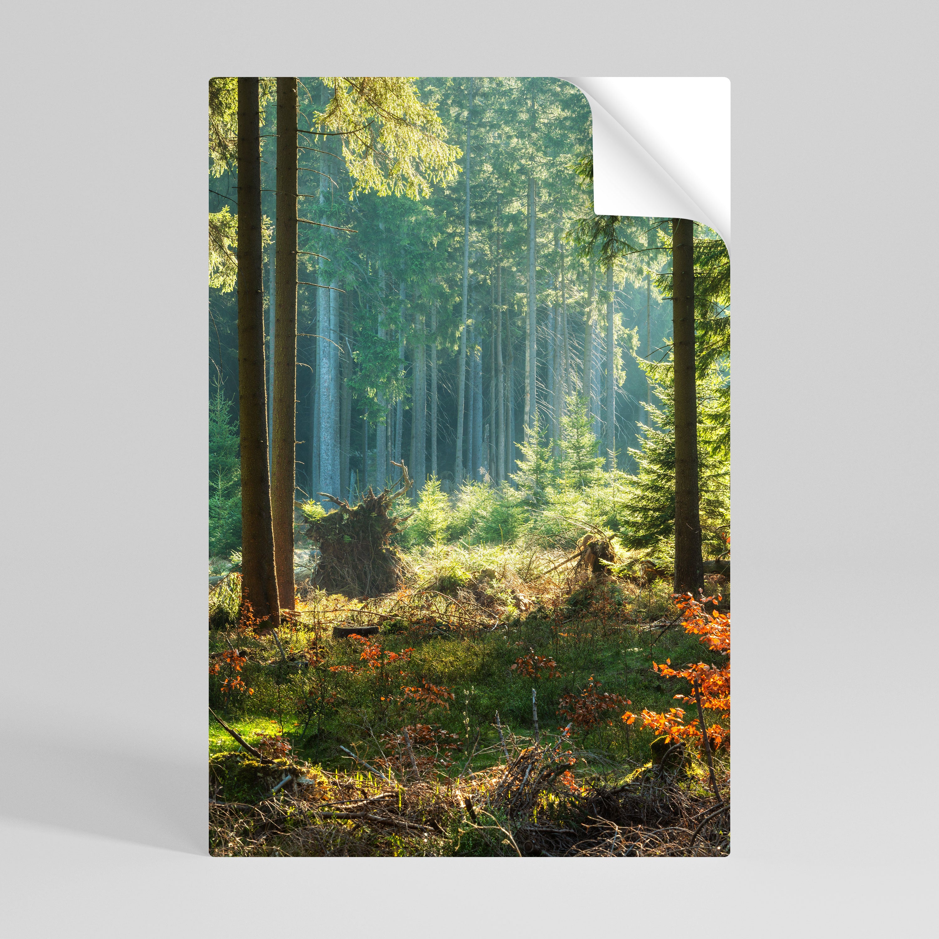 SUNLIT FOREST SERENADE Naklejka/Plakat pionowy