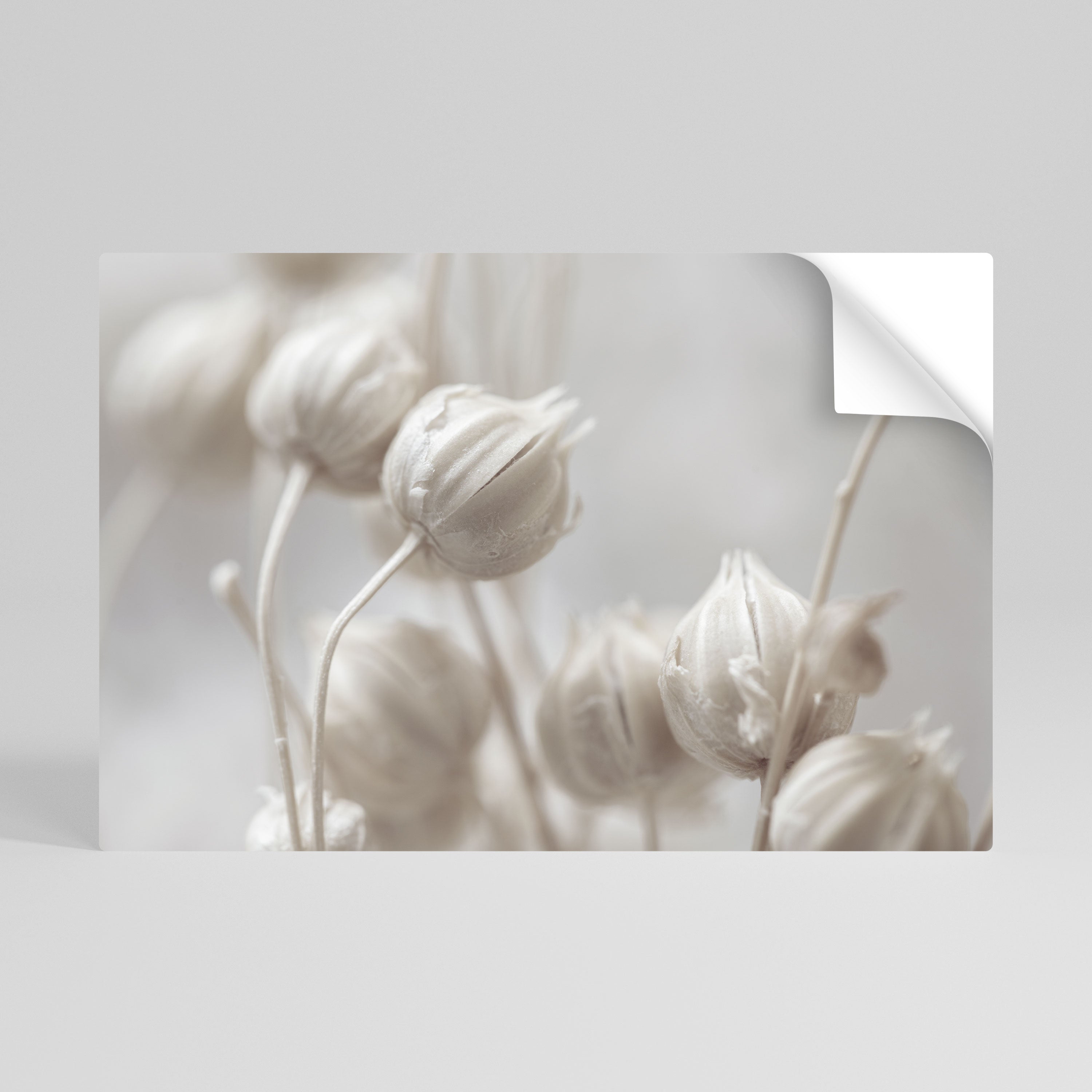 MYSTICAL BOTANICAL BLUSH Naklejka/Plakat poziomy