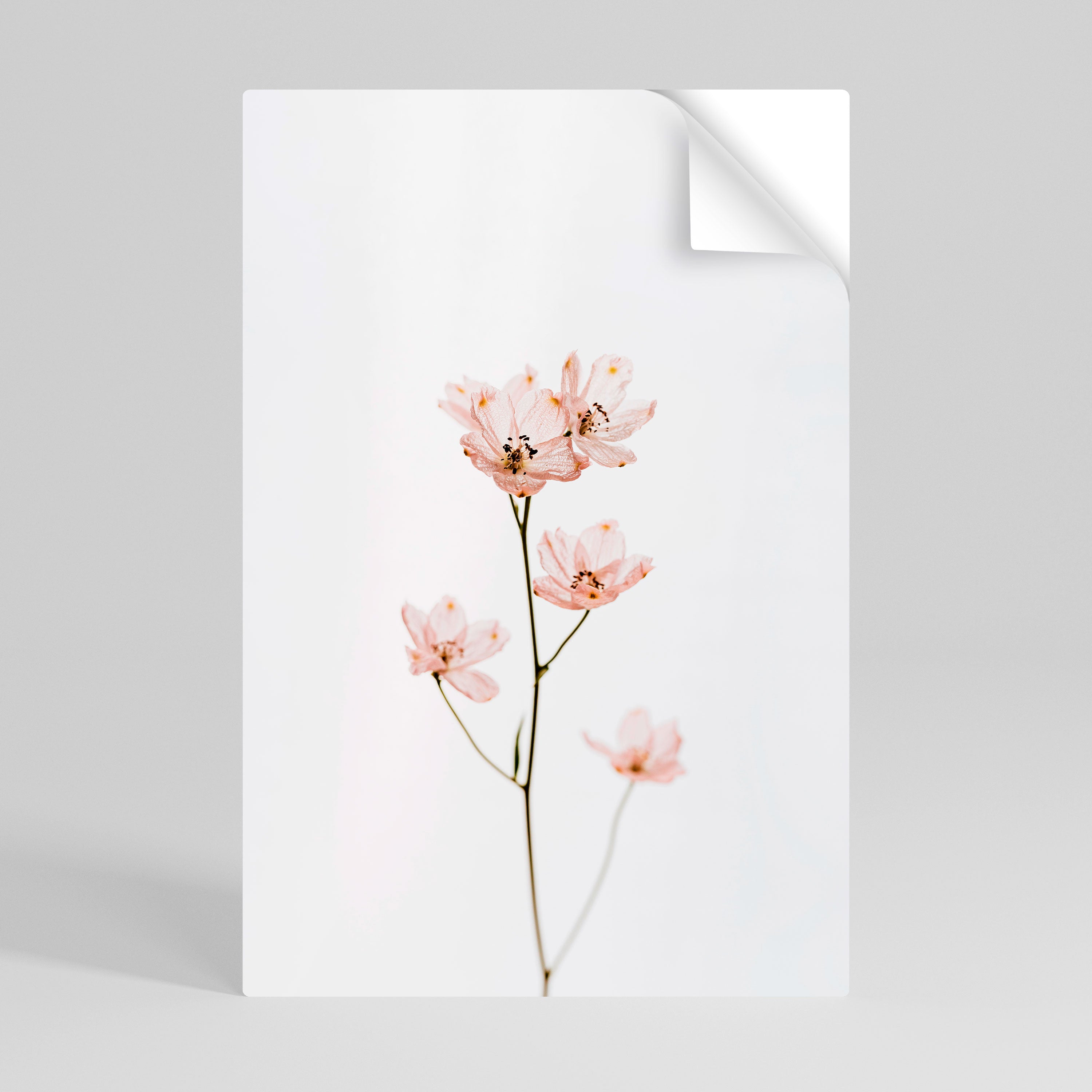 WHISPERS OF PINK Naklejka/Plakat pionowy