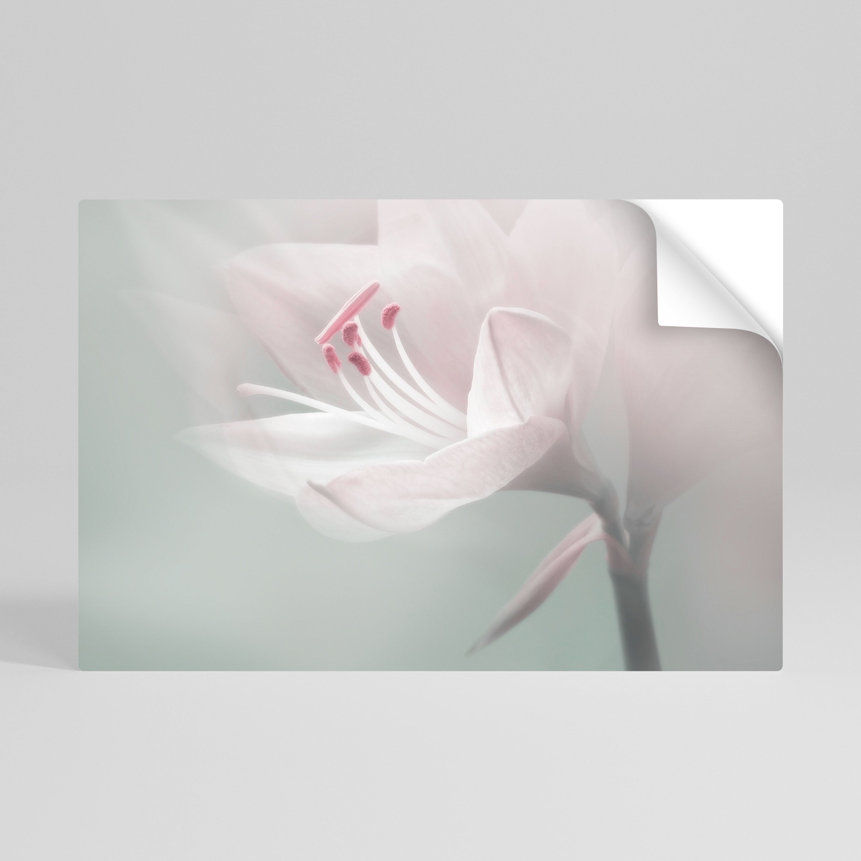 GENTLE LILY Naklejka/Plakat poziomy