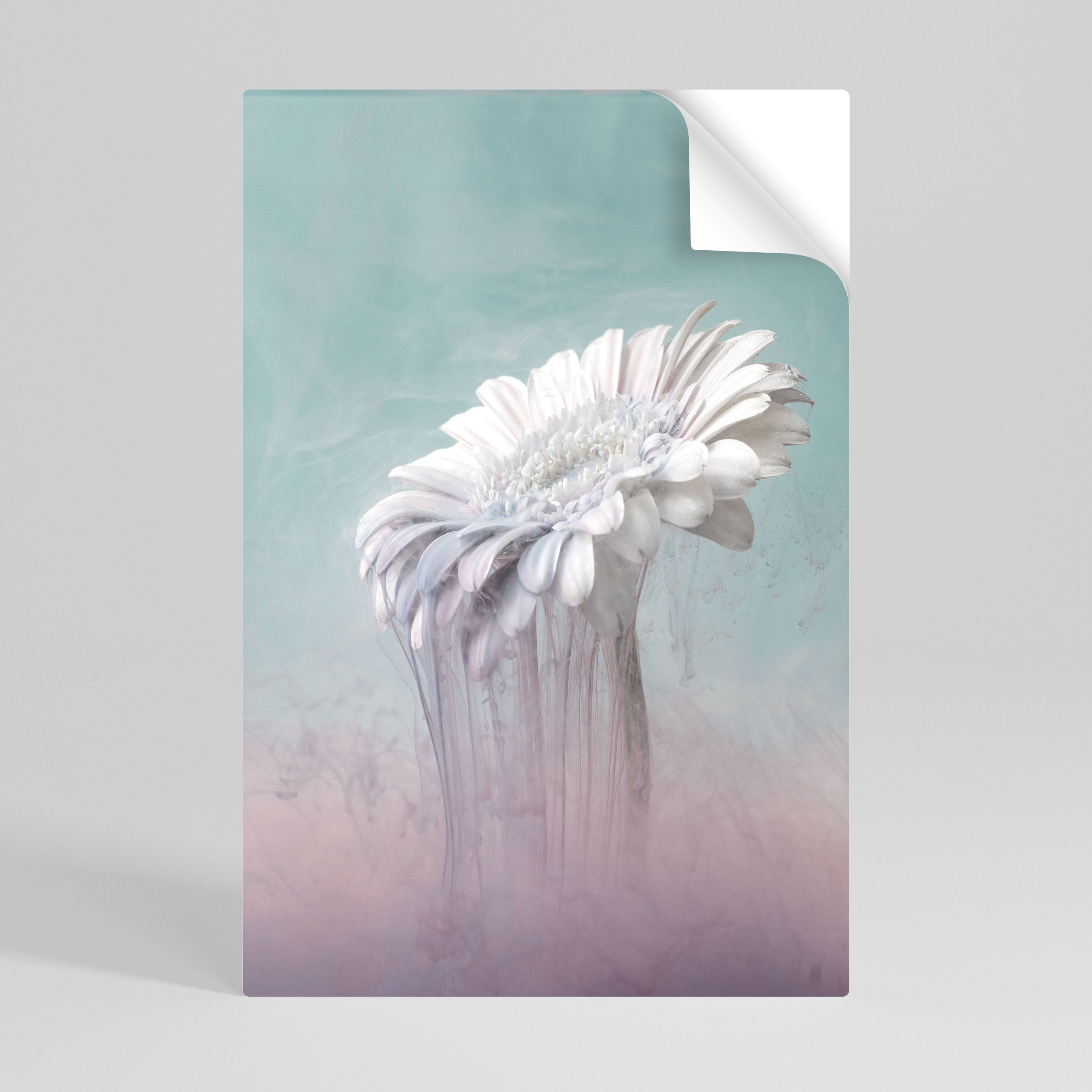 MELTING GERBERA Naklejka/Plakat pionowy