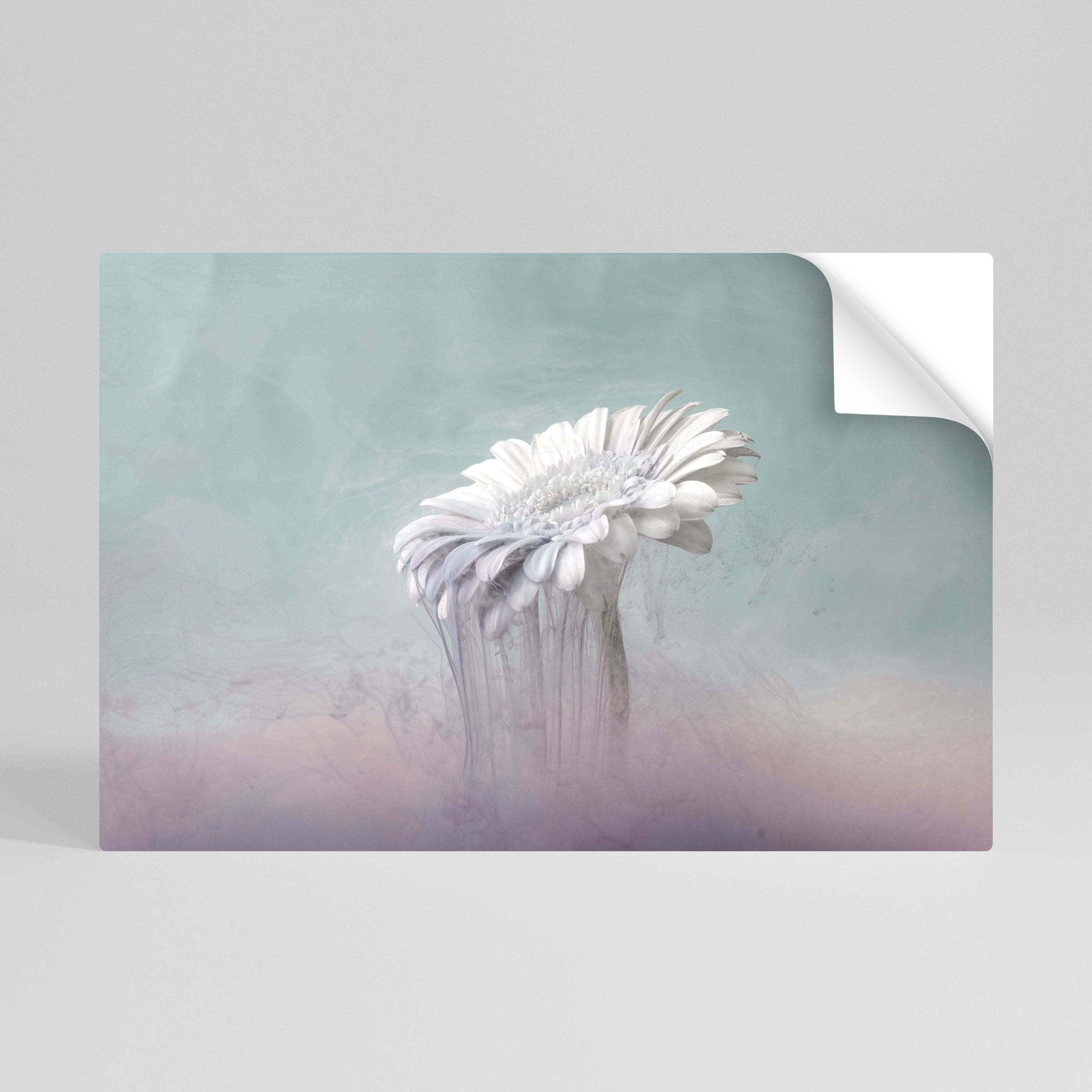 MELTING GERBERA Naklejka/Plakat poziomy