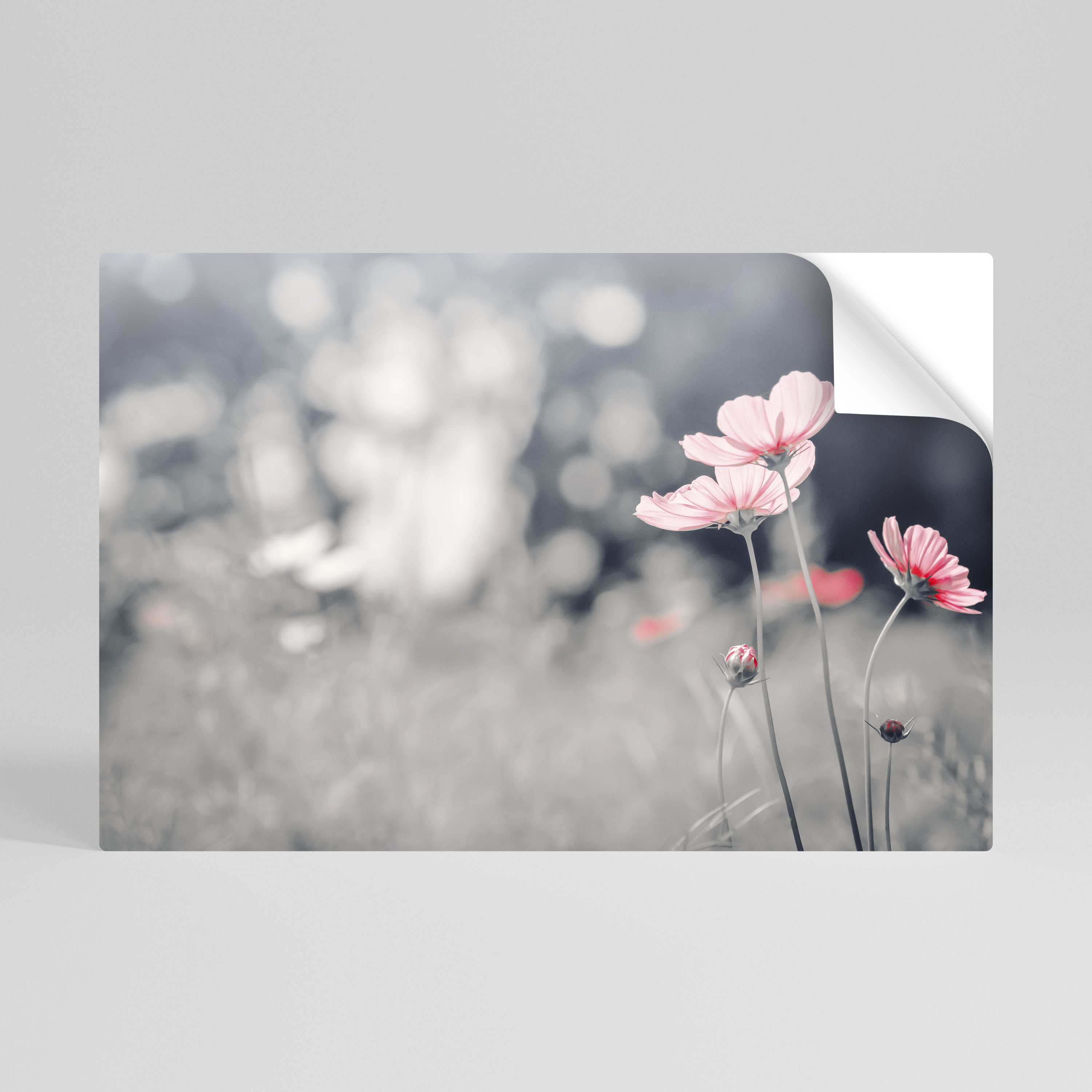SUBTLE PETAL DANCE Naklejka/Plakat poziomy