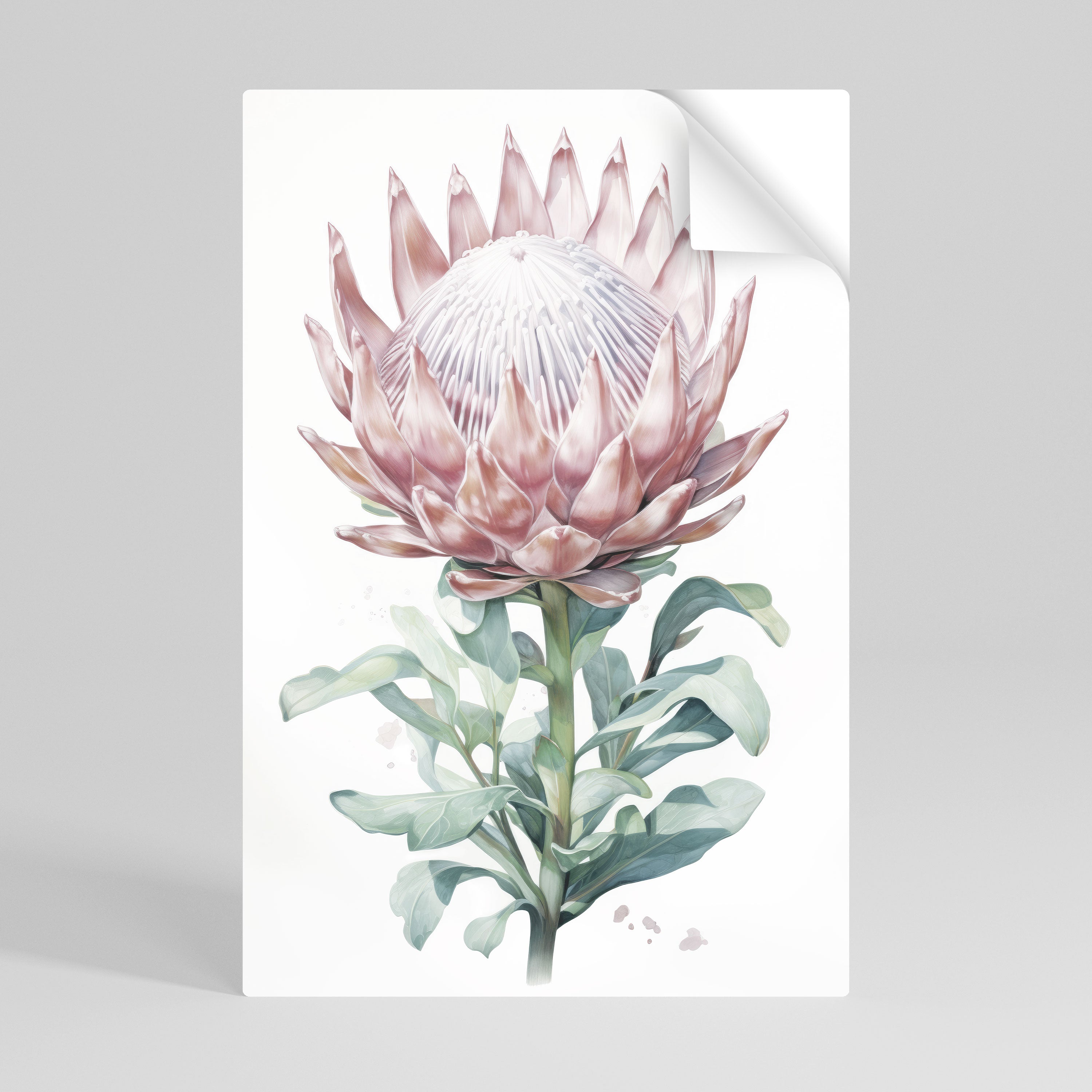 ROYAL PROTEA Naklejka/Plakat pionowy