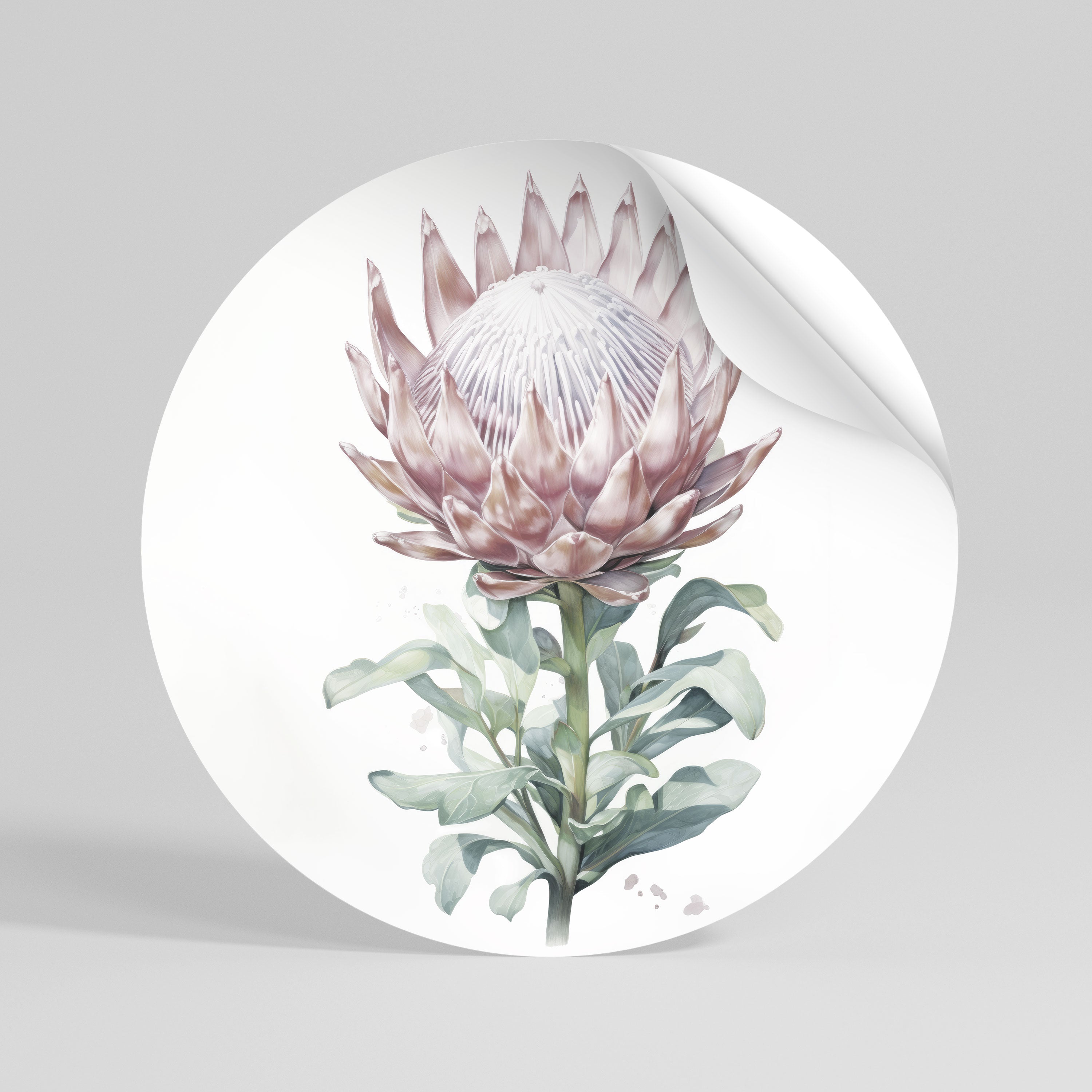 ROYAL PROTEA Naklejka - okrągła