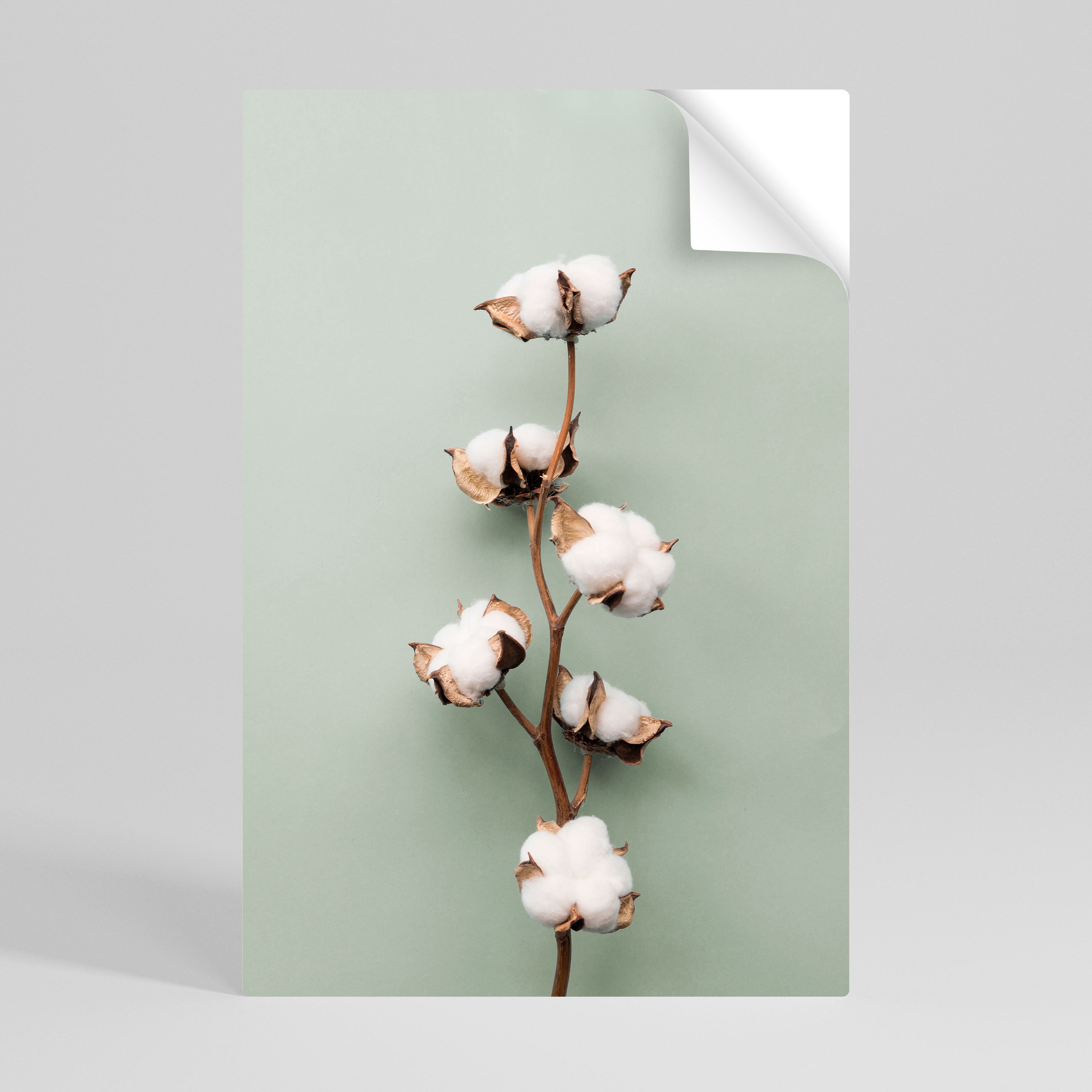 COTTON DREAMS UNFOLDED Naklejka/Plakat pionowy