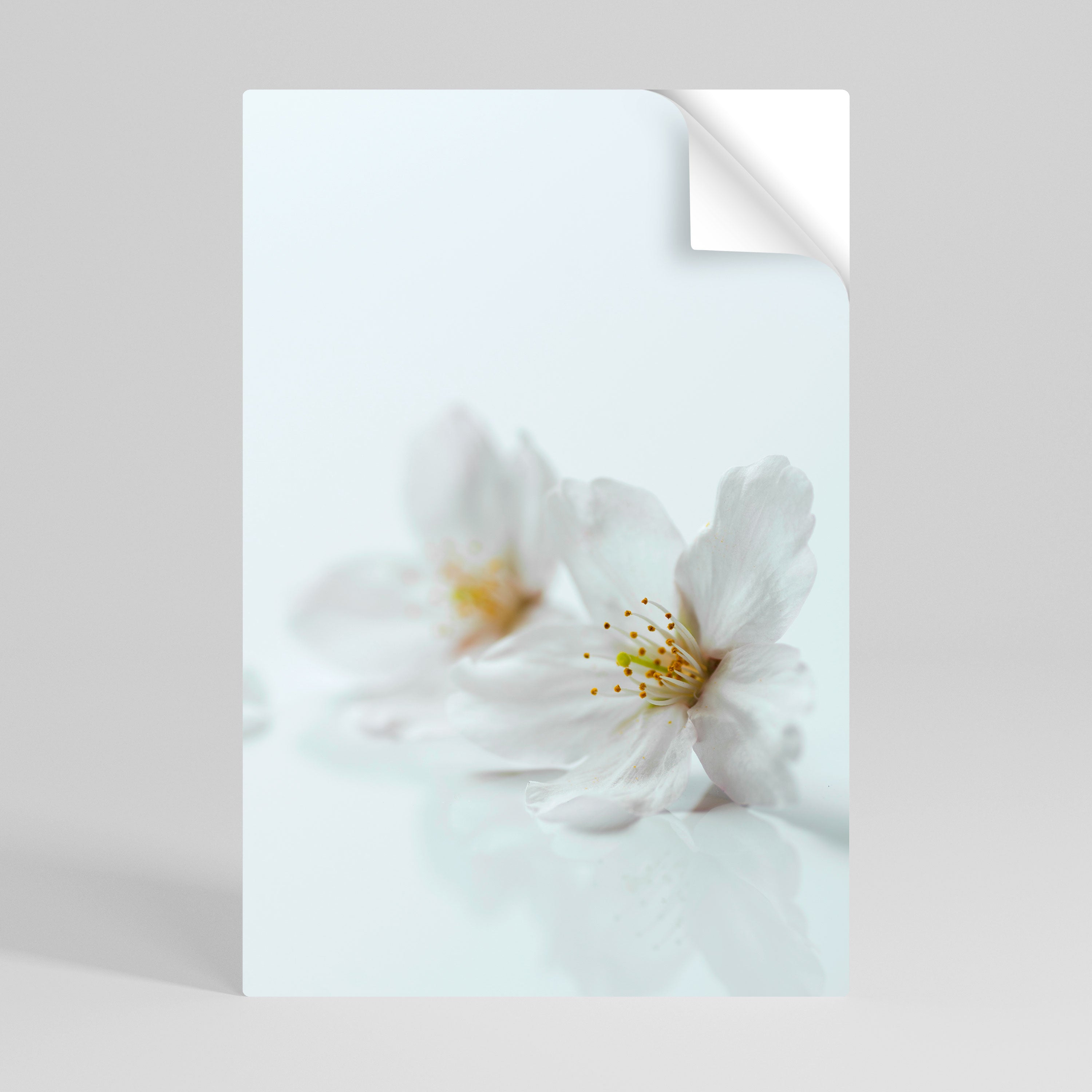 FLEETING WHITE PETALS Naklejka/Plakat pionowy