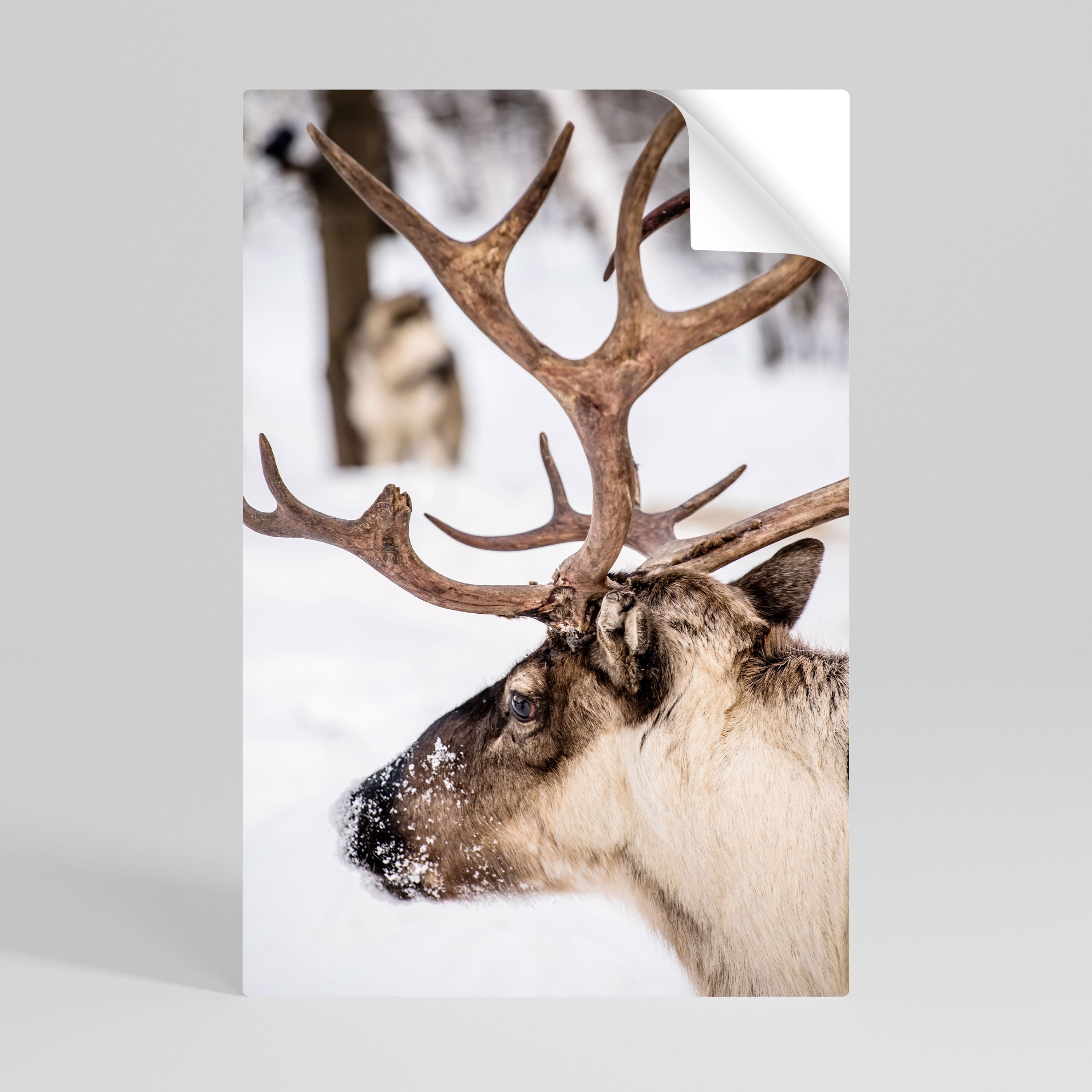 WHISPERS OF FROST Naklejka/Plakat pionowy