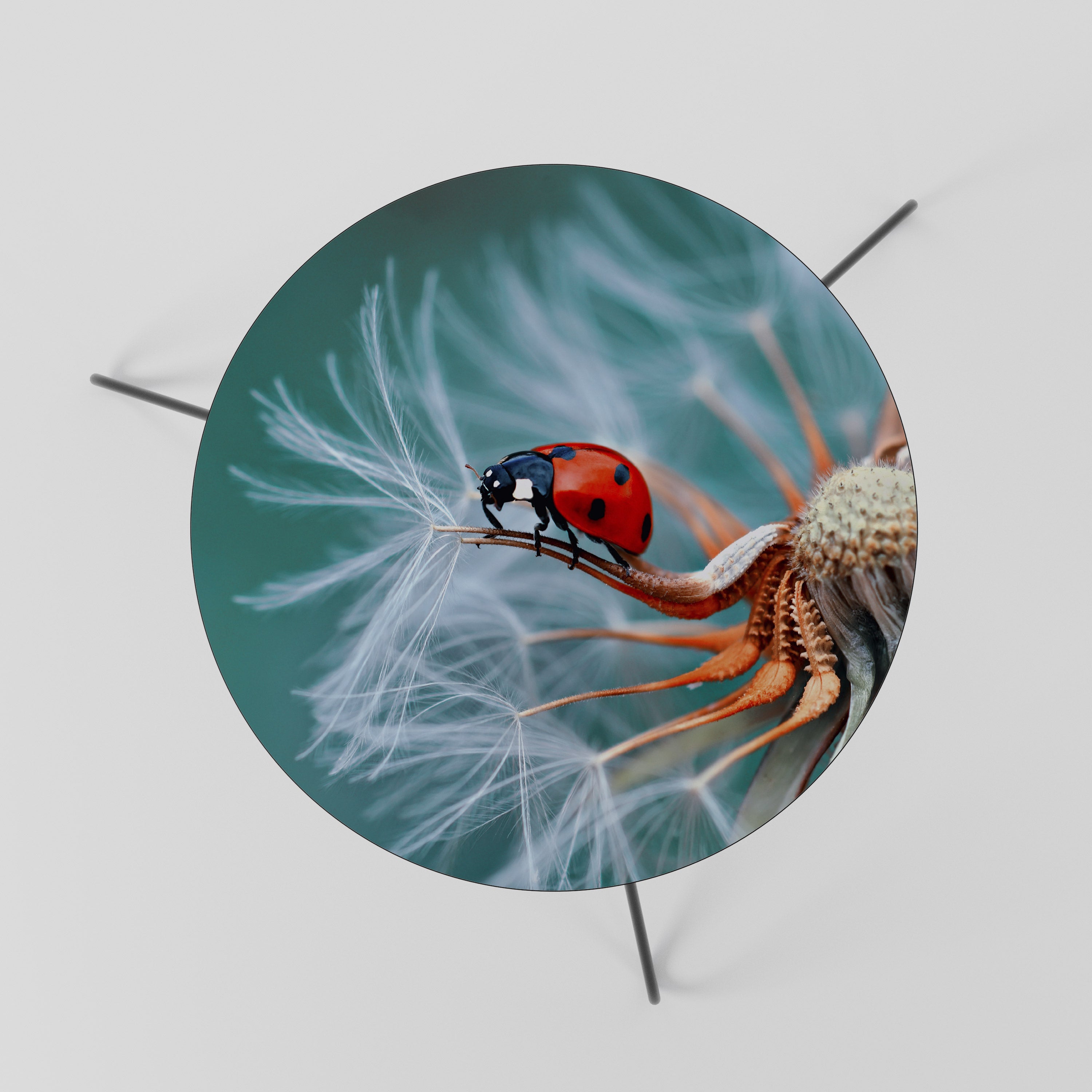 LADYBUG BALANCE Stolik kawowy mały