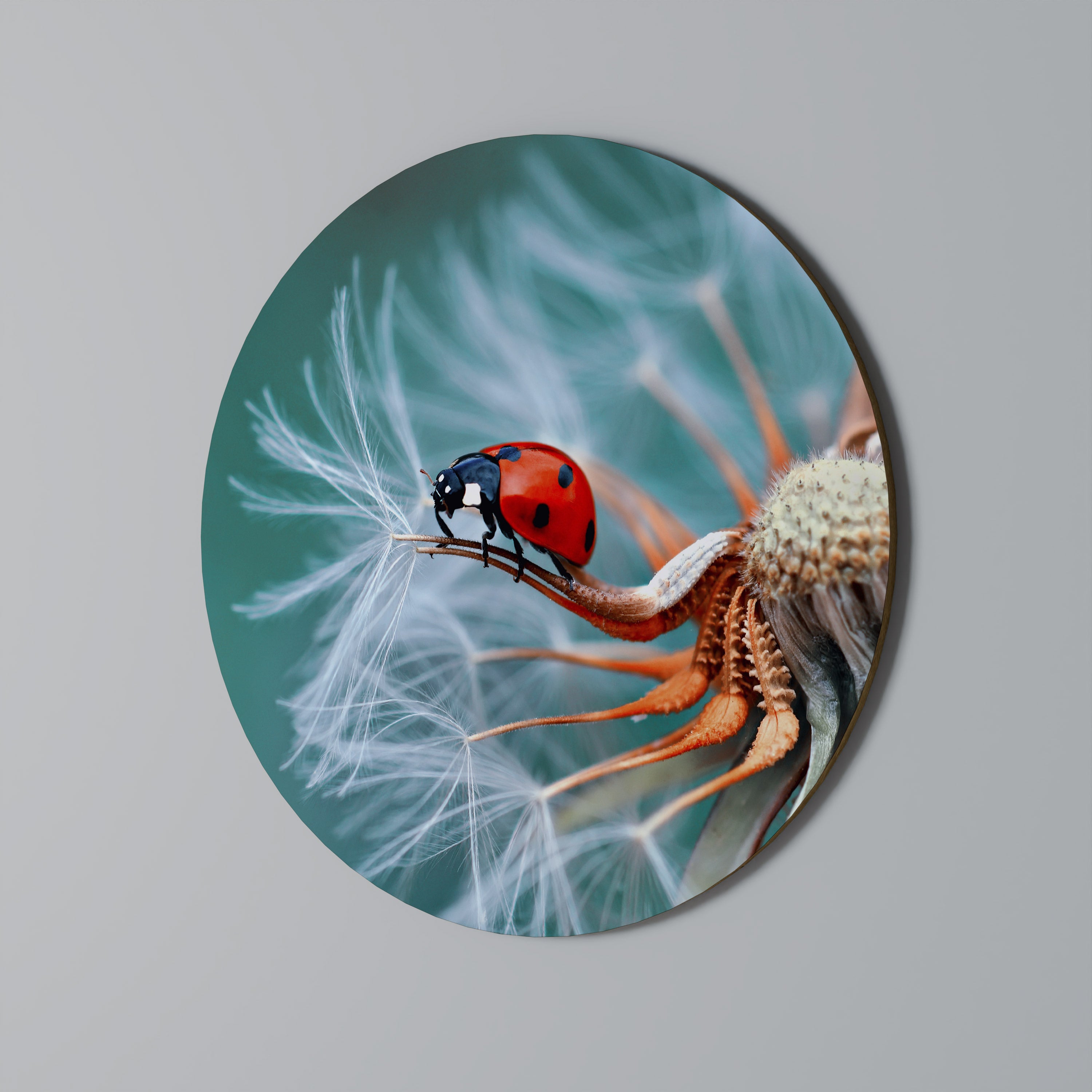 LADYBUG BALANCE Obraz okrągły
