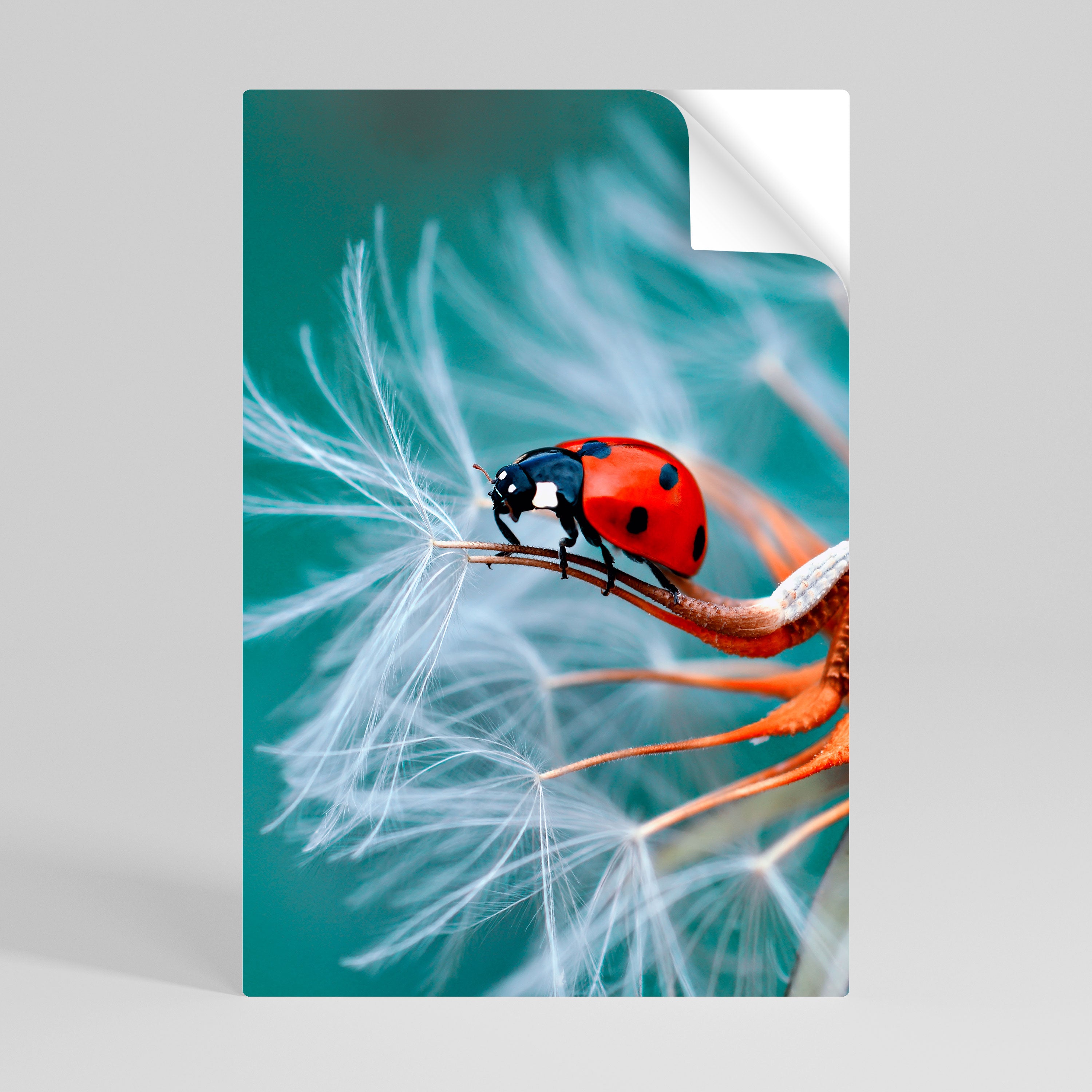 LADYBUG BALANCE Naklejka/Plakat pionowy