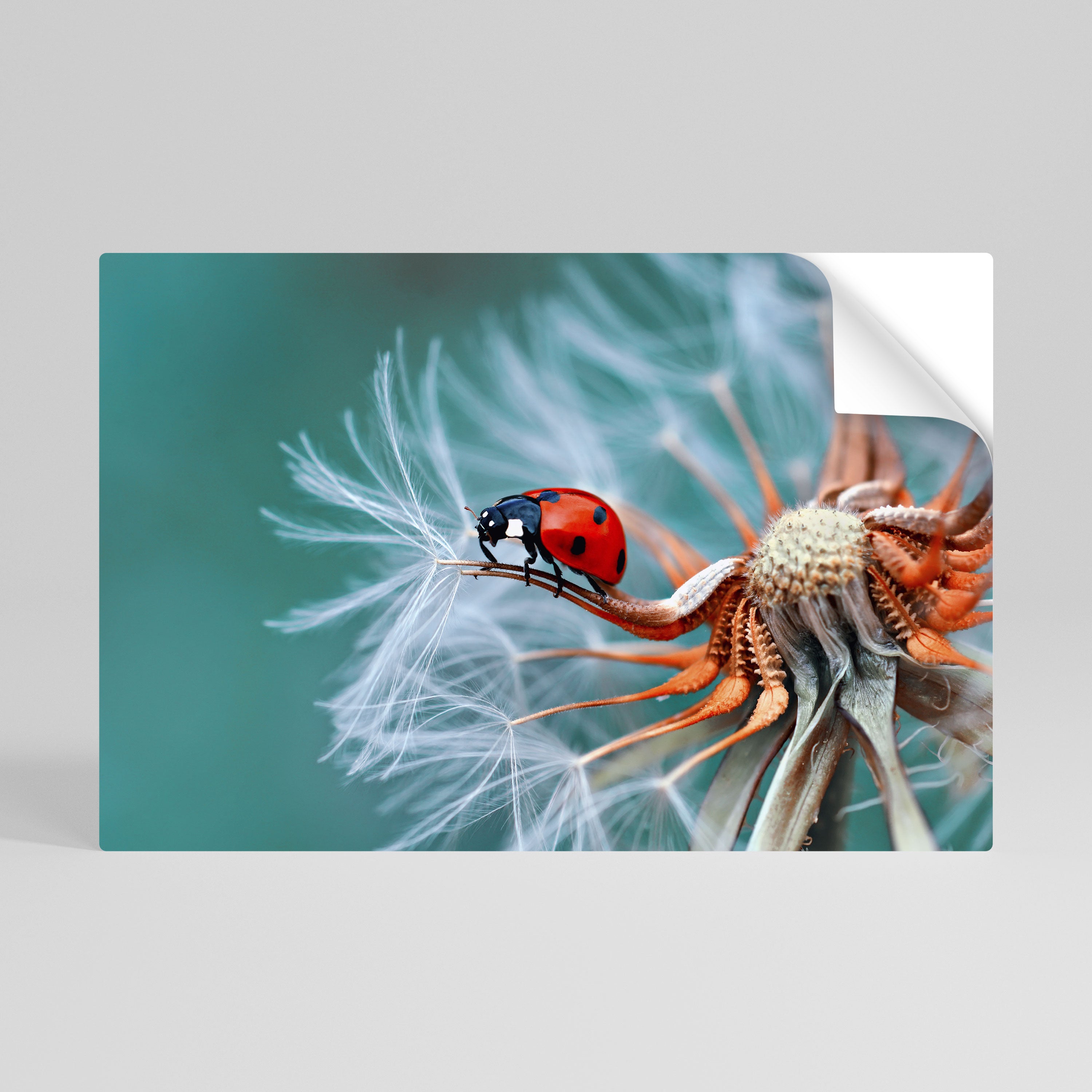 LADYBUG BALANCE Naklejka/Plakat poziomy