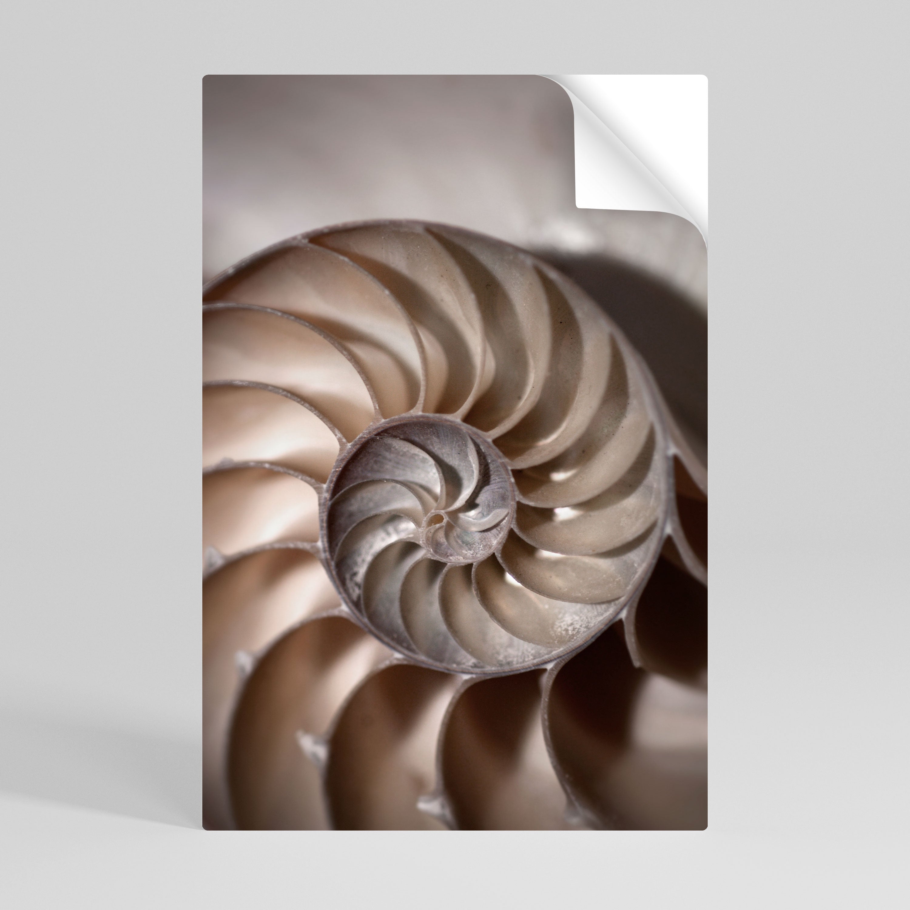 WHISPERS OF SHELLS Naklejka/Plakat pionowy