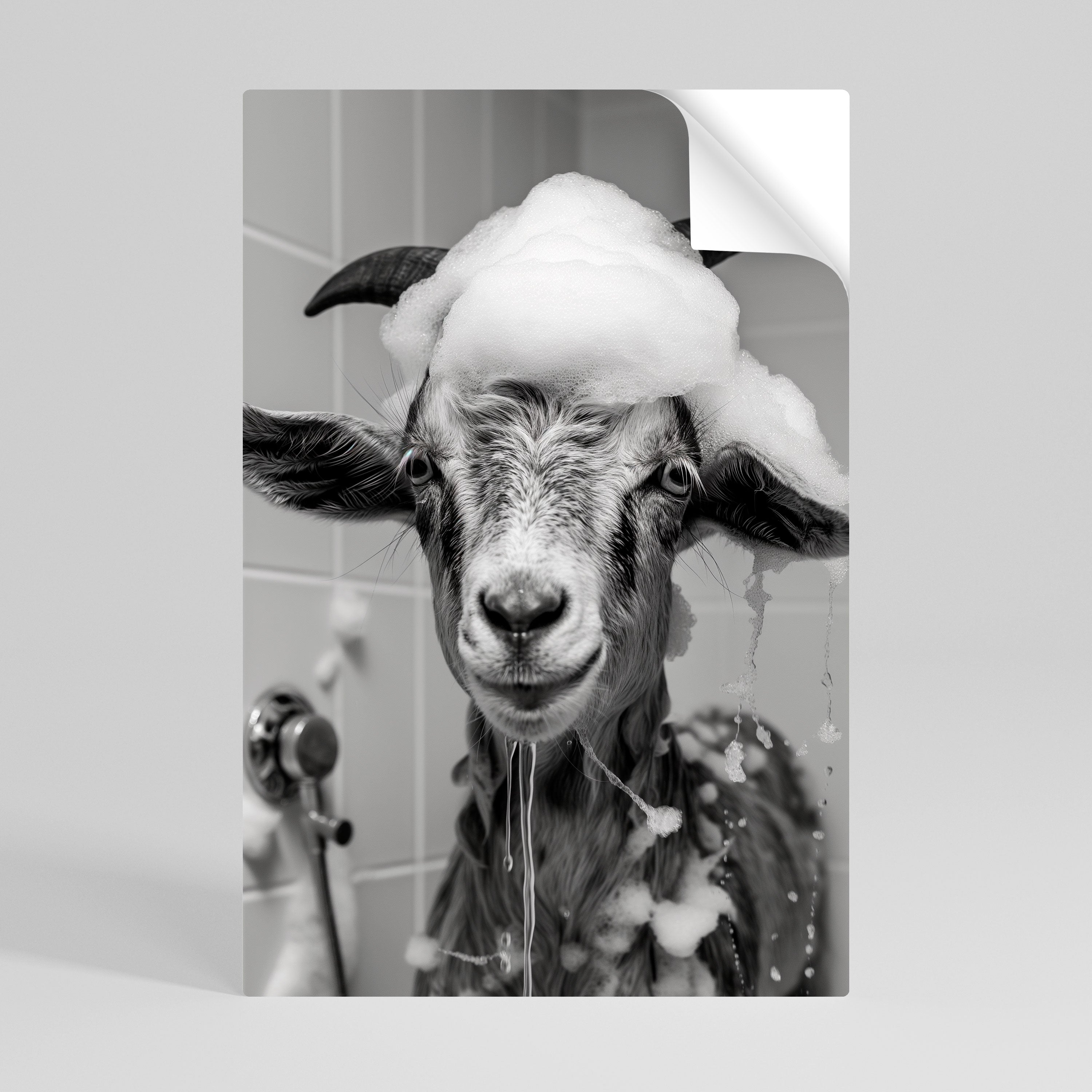 SOAPY GOAT GIGGLES Naklejka/Plakat pionowy