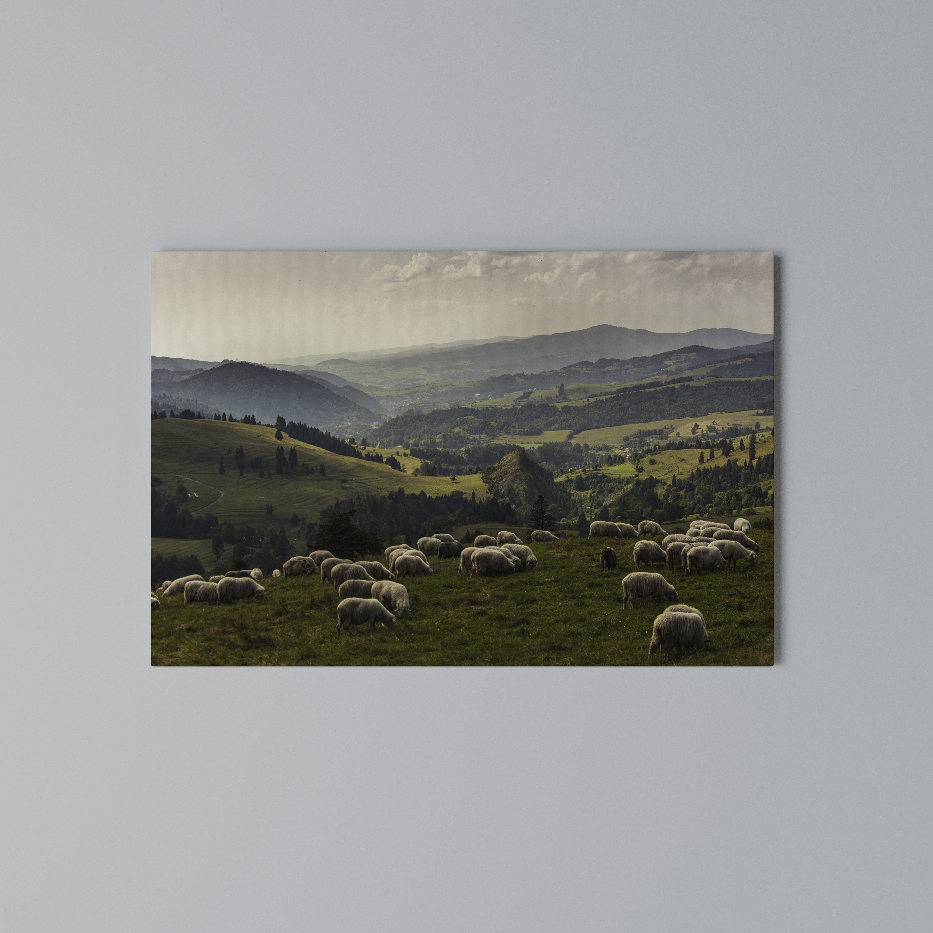 SHEEP IN SERENITY Poziomy obraz na płótnie