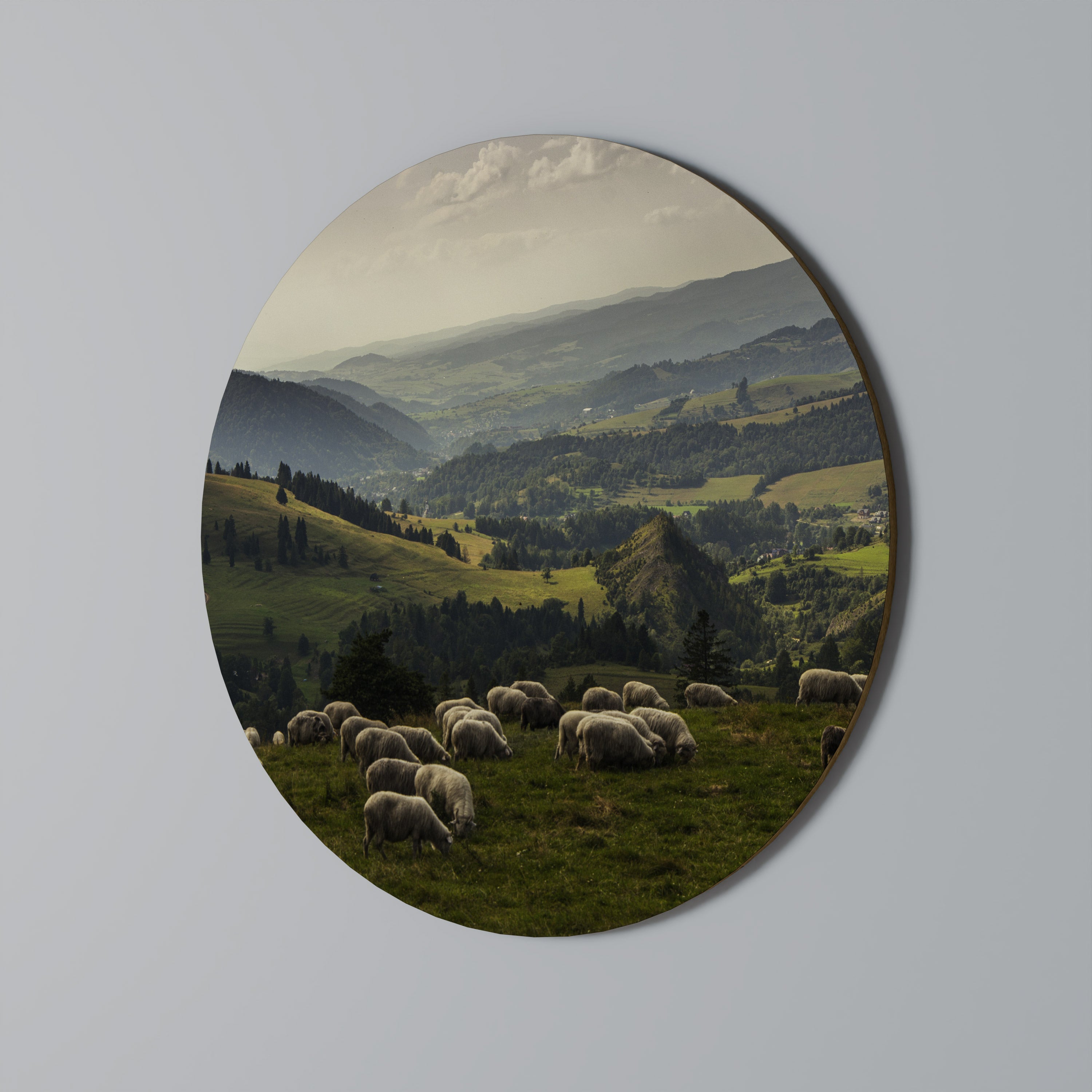 SHEEP IN SERENITY Obraz okrągły
