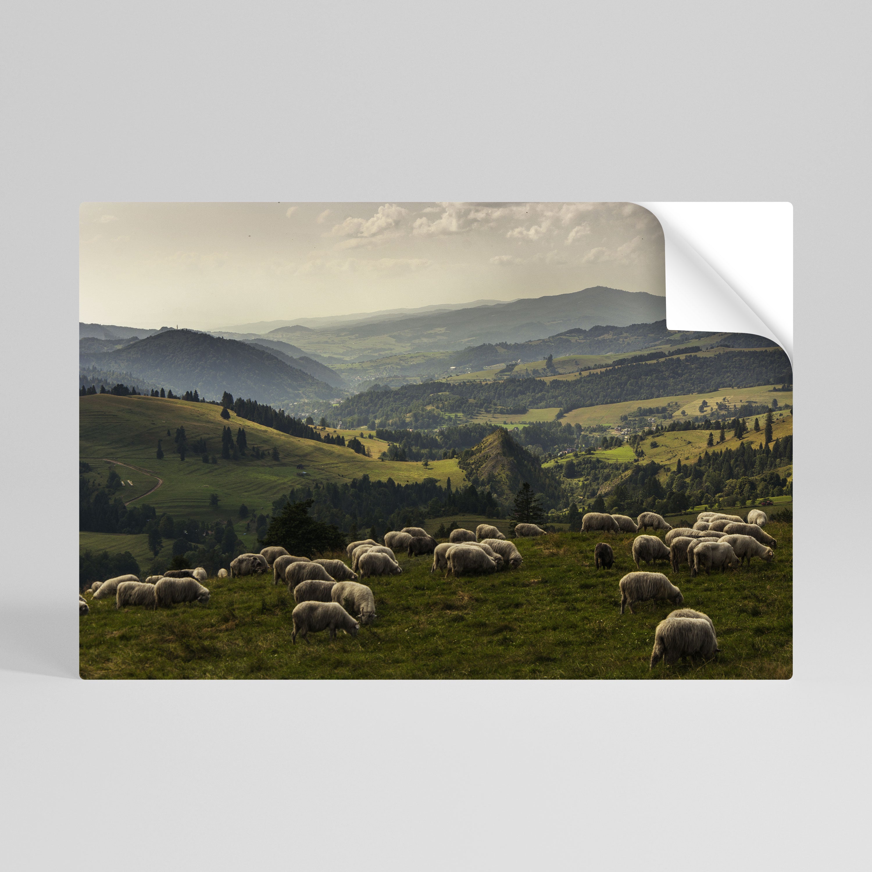 SHEEP IN SERENITY Naklejka/Plakat poziomy