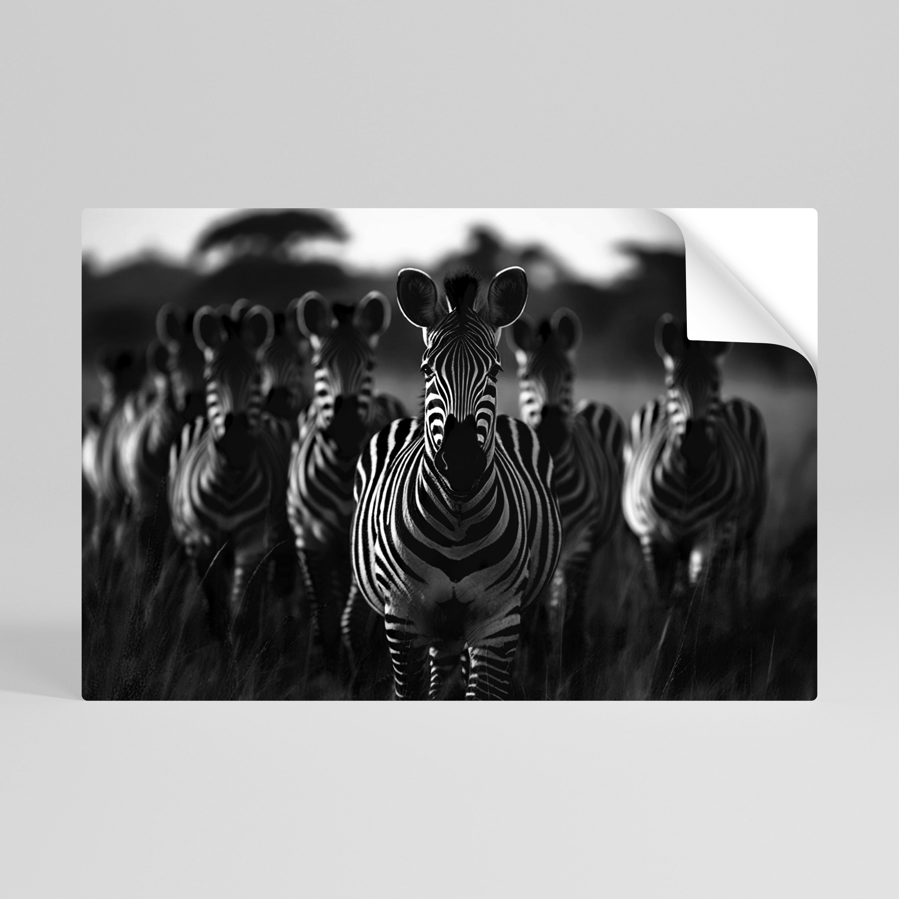 STRIPED SYMPHONY SAGA Naklejka/Plakat poziomy