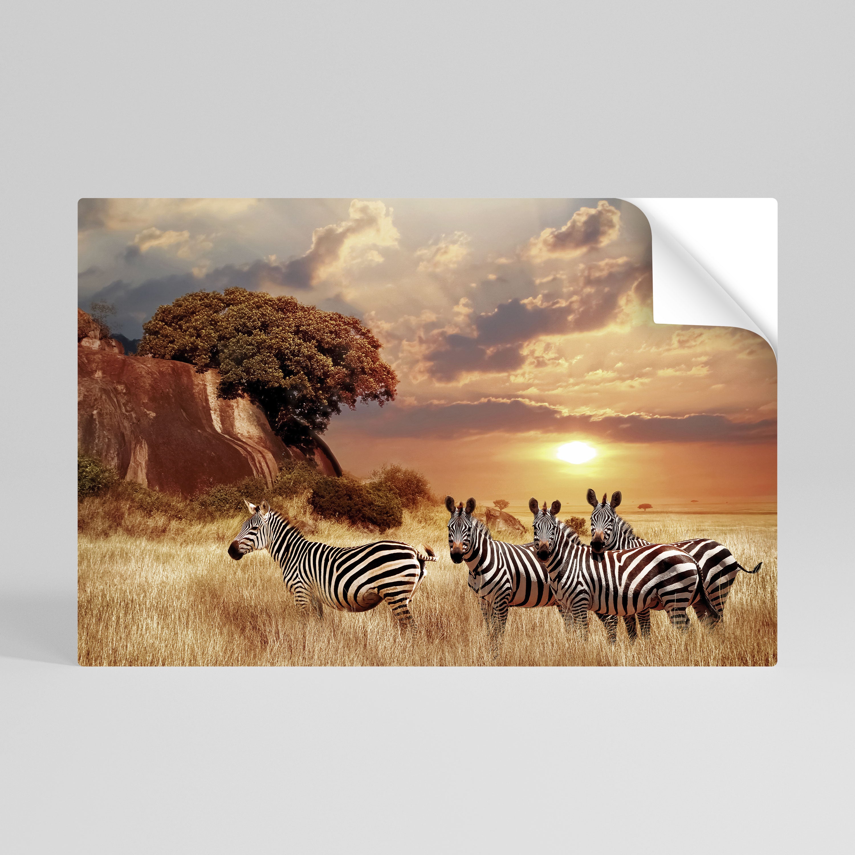 ZEBRA SUNSET SERENADE Naklejka/Plakat poziomy